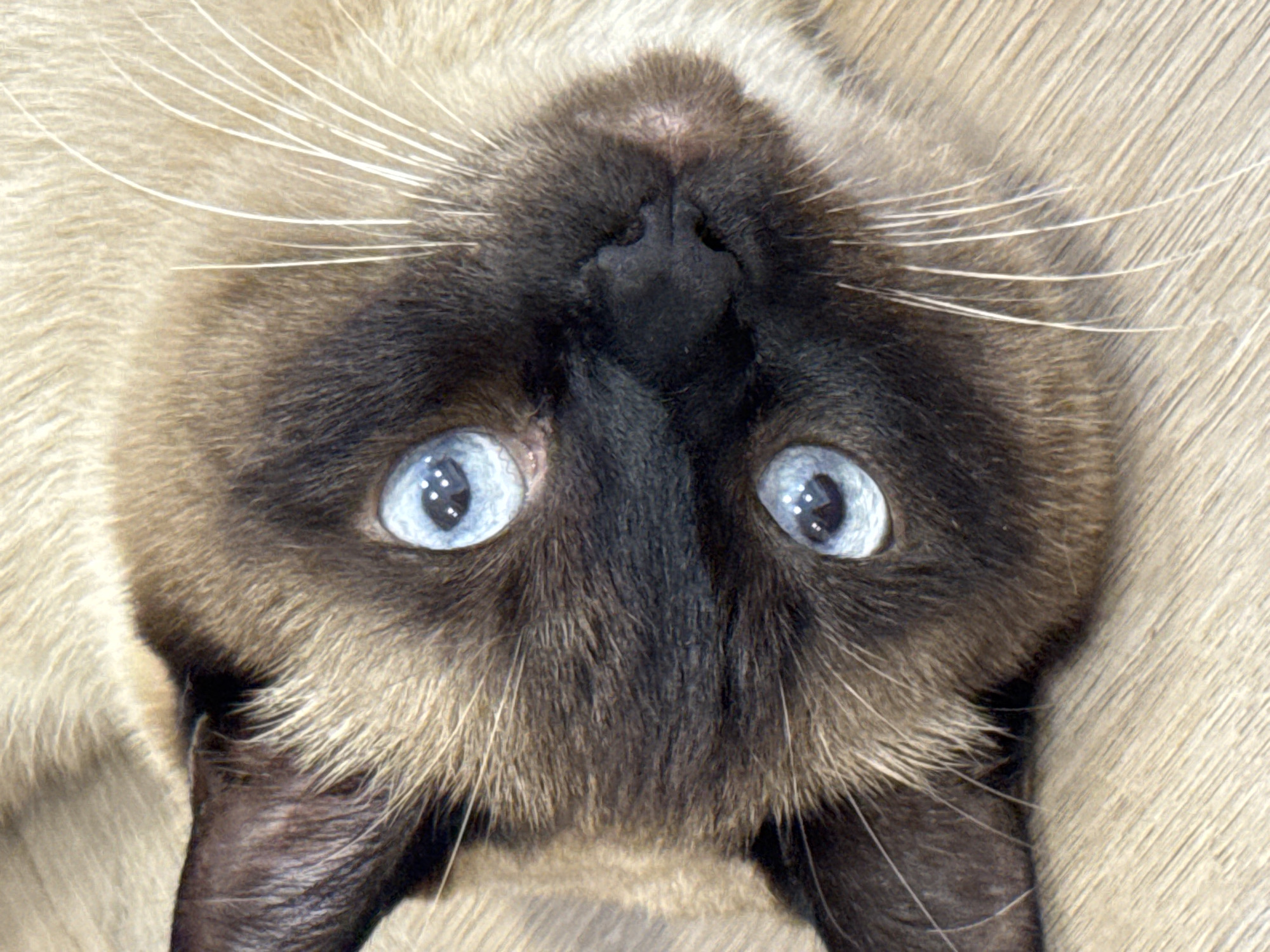 The image is a close-up, overhead shot of a Siamese cat's face, resting on a light brown, wood-grain surface. The cat's fur is predominantly a light cream color with dark brown points on its ears, face, and nose. Its eyes are a striking, bright blue with visible pupils and reflections. The cat's whiskers are long and white, fanning out from its muzzle. The background is an indistinct light brown surface with a visible wood grain texture. There is no indication of the city of Saint Petersburg, Russia, or any other specific location within it. The image focuses solely on the cat and its immediate surroundings.