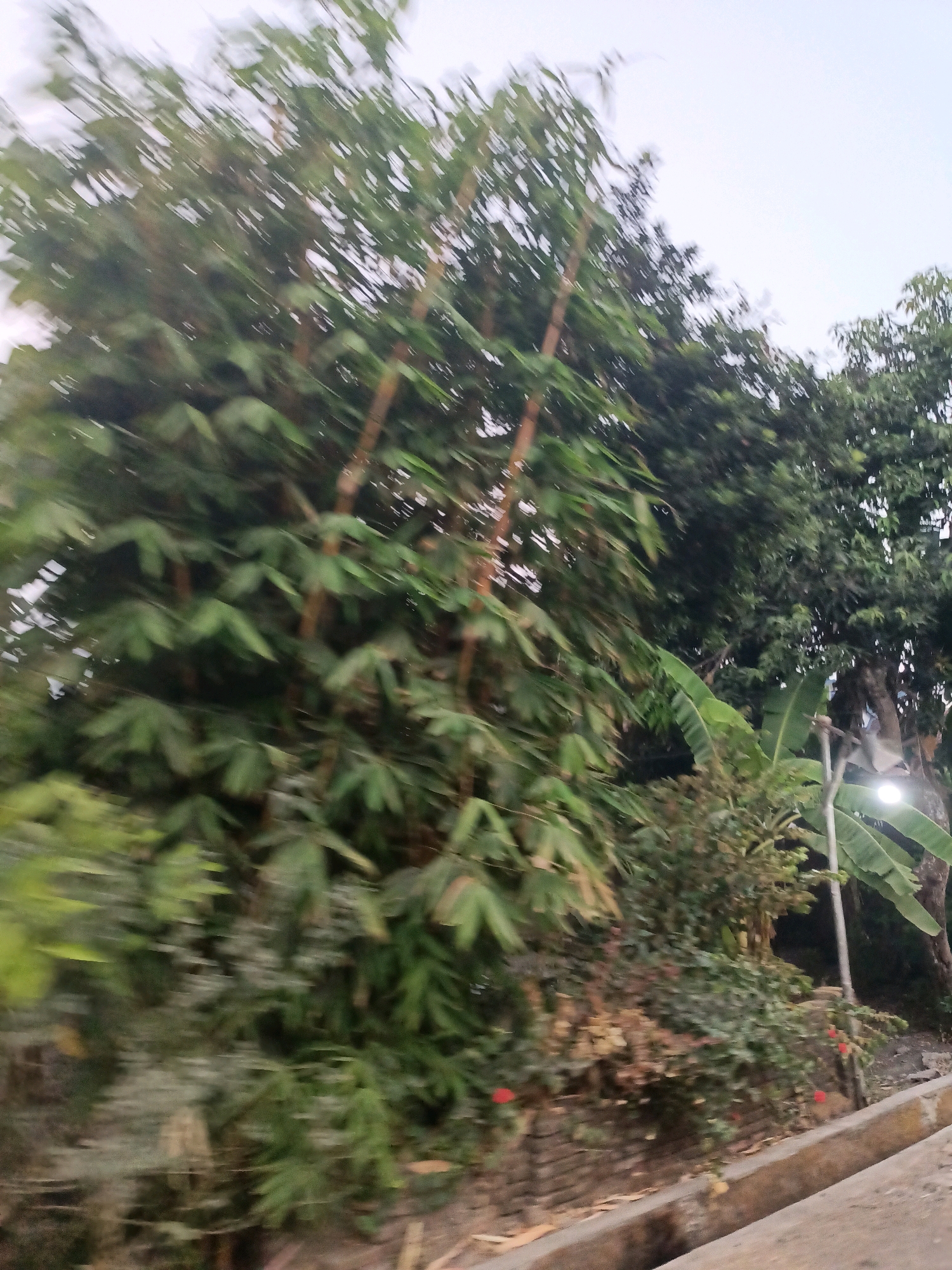 The image depicts a roadside scene in Badas, Indonesia, characterized by lush vegetation and a cloudy sky. Dominating the left side of the frame is a dense cluster of bamboo stalks, their long, thin leaves creating a vibrant green canopy. To the right, larger trees with darker foliage are visible, interspersed with broad banana leaves. A street light with a bright bulb stands prominently on the right, mounted on a pole. Red flowers can be seen scattered amongst the undergrowth, adding touches of color to the scene. The ground appears to be a mix of dirt and stone, with a concrete drainage channel running along the foreground. The overall impression is one of a natural, somewhat overgrown environment within the urban setting of Badas.