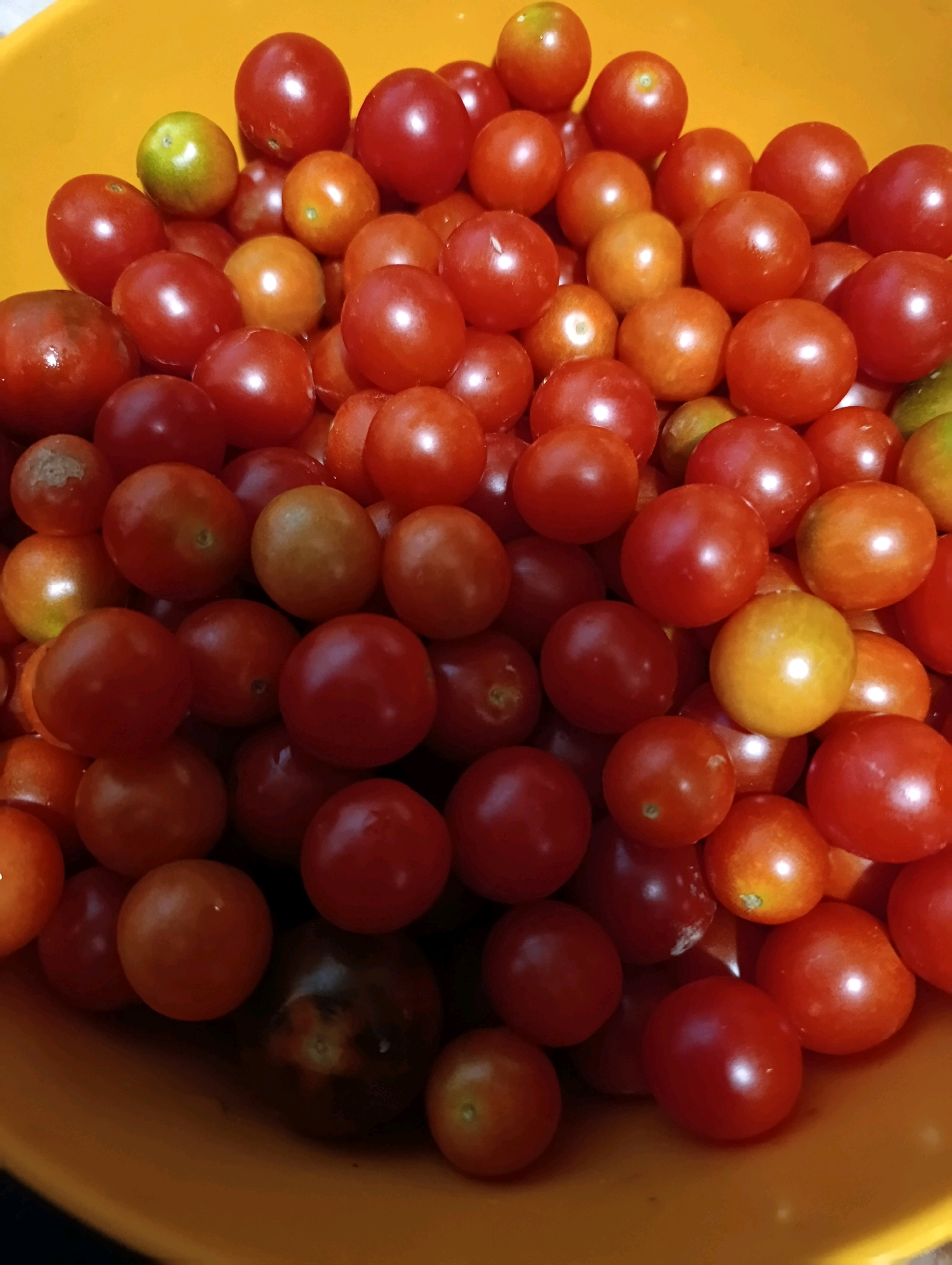 A high-angle, medium shot captures an abundance of ripe cherry tomatoes filling a bright orange bowl. The tomatoes, varying in shades of red and some with hints of orange and yellow, are tightly packed together. A few unripe green tomatoes are interspersed among the red ones, and one darker, almost black tomato is visible near the bottom center. The bowl appears to be made of plastic and has a matte finish. The scene is lit with a soft, diffused light, creating gentle reflections on the smooth surfaces of the tomatoes. The background is an indistinct orange, consistent with the bowl's color. The image is an in-focus, close-up still life composition. There are no people or animals present in the image. The location of Chereshneve, Ukraine is not visually represented in this image.