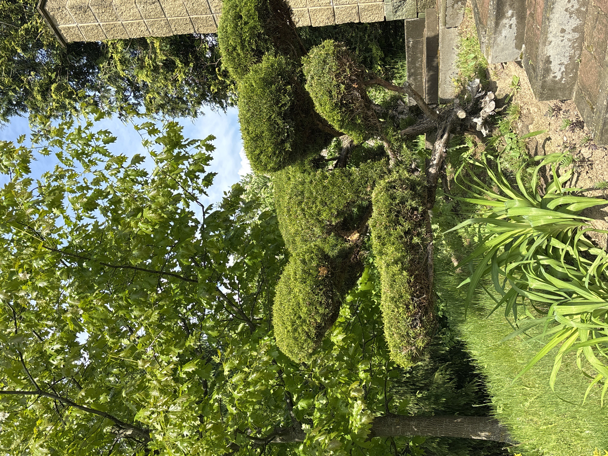 The image shows a garden scene. A topiary tree with multiple rounded green shapes stands near stone steps and a brick retaining wall. Grass and other green plants fill the foreground. A large tree with broad green leaves is visible to the left, obscuring some of the topiary. The sky is visible through the tree's branches. There is no evidence of the location being Minsk, Belarus. No people or specific interactions are visible in the image.