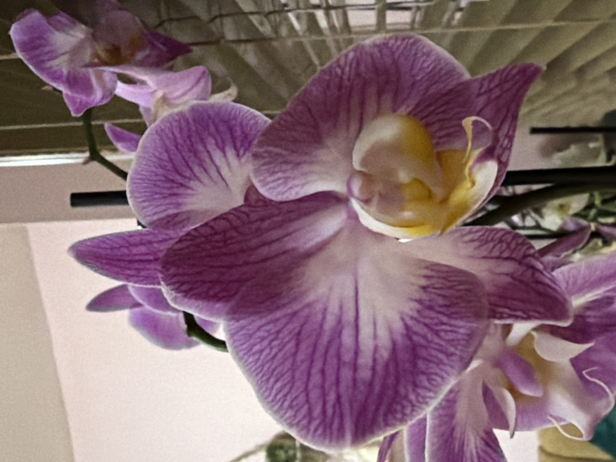 A close-up, low-angle shot focuses on several purple orchids with white and yellow centers. The petals are adorned with intricate purple veining. In the background, vertical blinds are visible, suggesting an indoor setting. The lighting is soft and diffused. The image does not provide any information about the location in Lovech, Bulgaria.