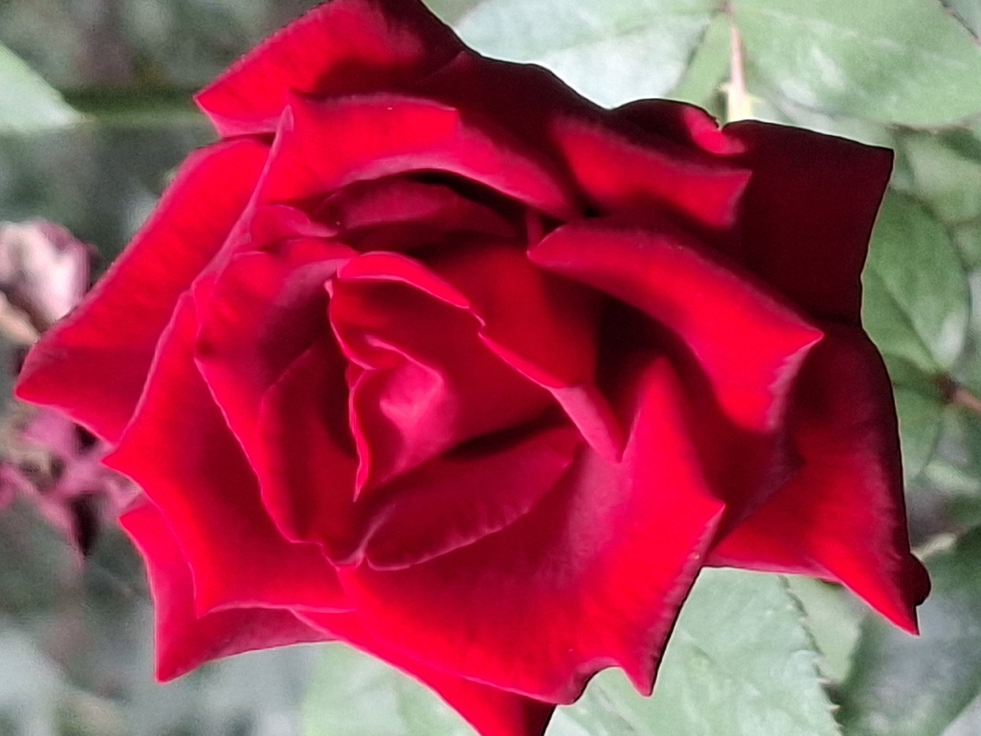 This is a close-up, vertical, eye-level shot of a single, fully bloomed red rose. The rose is the dominant subject, filling most of the frame. Its petals are a deep, vibrant red, with some appearing slightly darker due to shadow. The petals are tightly furled in the center, creating a cup-like shape, and unfurl outwards with soft, wavy edges. The background is softly blurred, consisting of green rose leaves and hints of pinkish-red from other flowers or foliage, suggesting a garden or natural setting. There are no people or man-made objects visible in the image. The lighting appears natural, casting subtle shadows that highlight the texture and form of the rose petals.
The image does not contain any elements that would allow for the determination of its location within the city of Almaty, Kazakhstan.