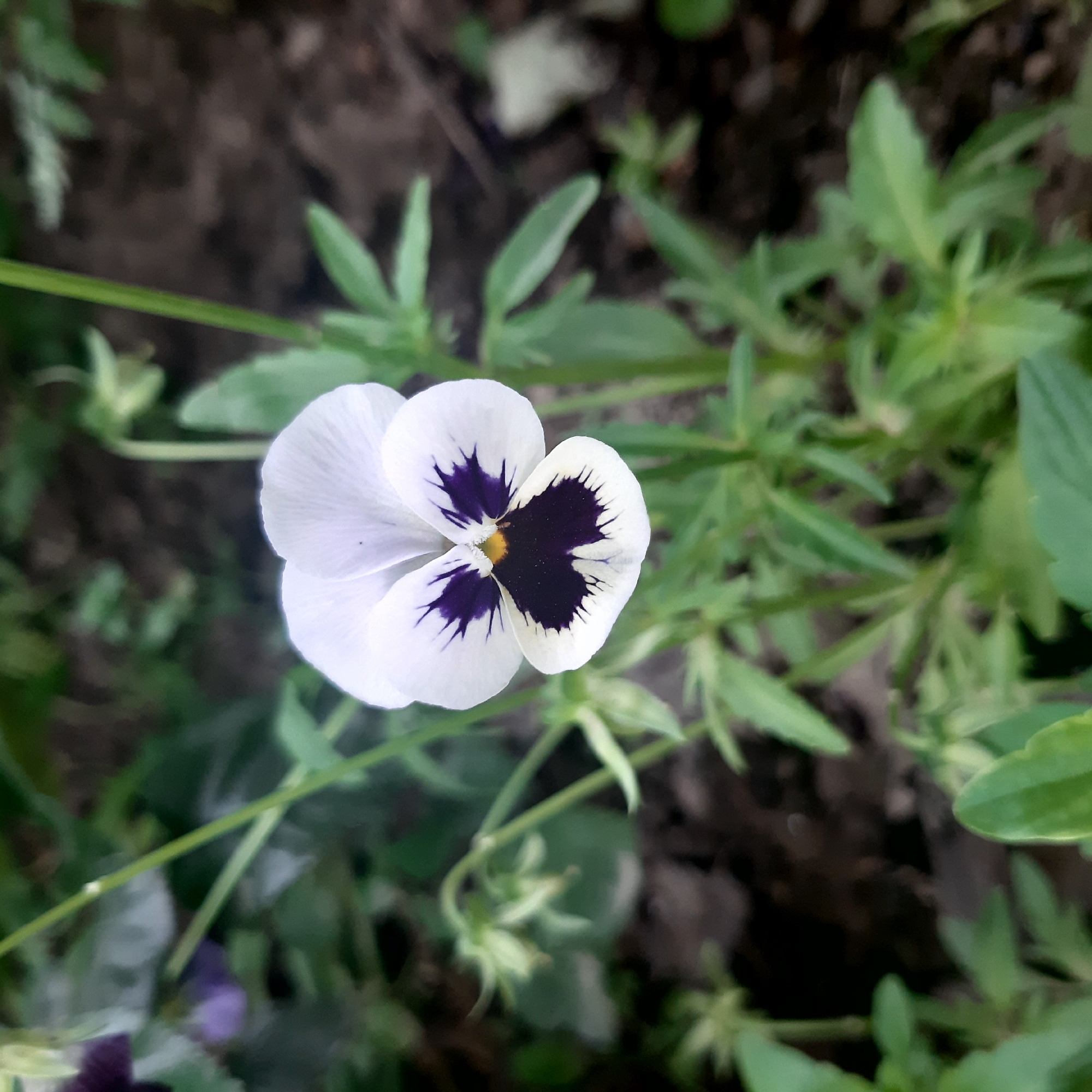 This close-up image features a single pansy flower as its central subject, captured from a top-down perspective. The flower displays predominantly white petals, with striking deep purple and nearly black markings radiating from its small, bright yellow-orange center. The dark purple patterns are particularly prominent on the lower petals, forming distinct, almost heart-shaped blotches.
The flower is set against a soft-focus background of vibrant green foliage and dark, earthy soil, indicating an outdoor, natural environment such as a garden. Various green leaves and slender stems are visible, subtly blurred, providing depth and context without distracting from the main subject. The lighting appears natural and gentle, suggesting it is daytime with diffused light, as there are no harsh shadows. The scene is a still life, focusing on the intricate beauty and color contrasts of the pansy. No people or specific activities are depicted. The general atmosphere is one of tranquility and natural beauty. No text is visible in the media. This scene is located in Yeghegnadzor, Armenia.