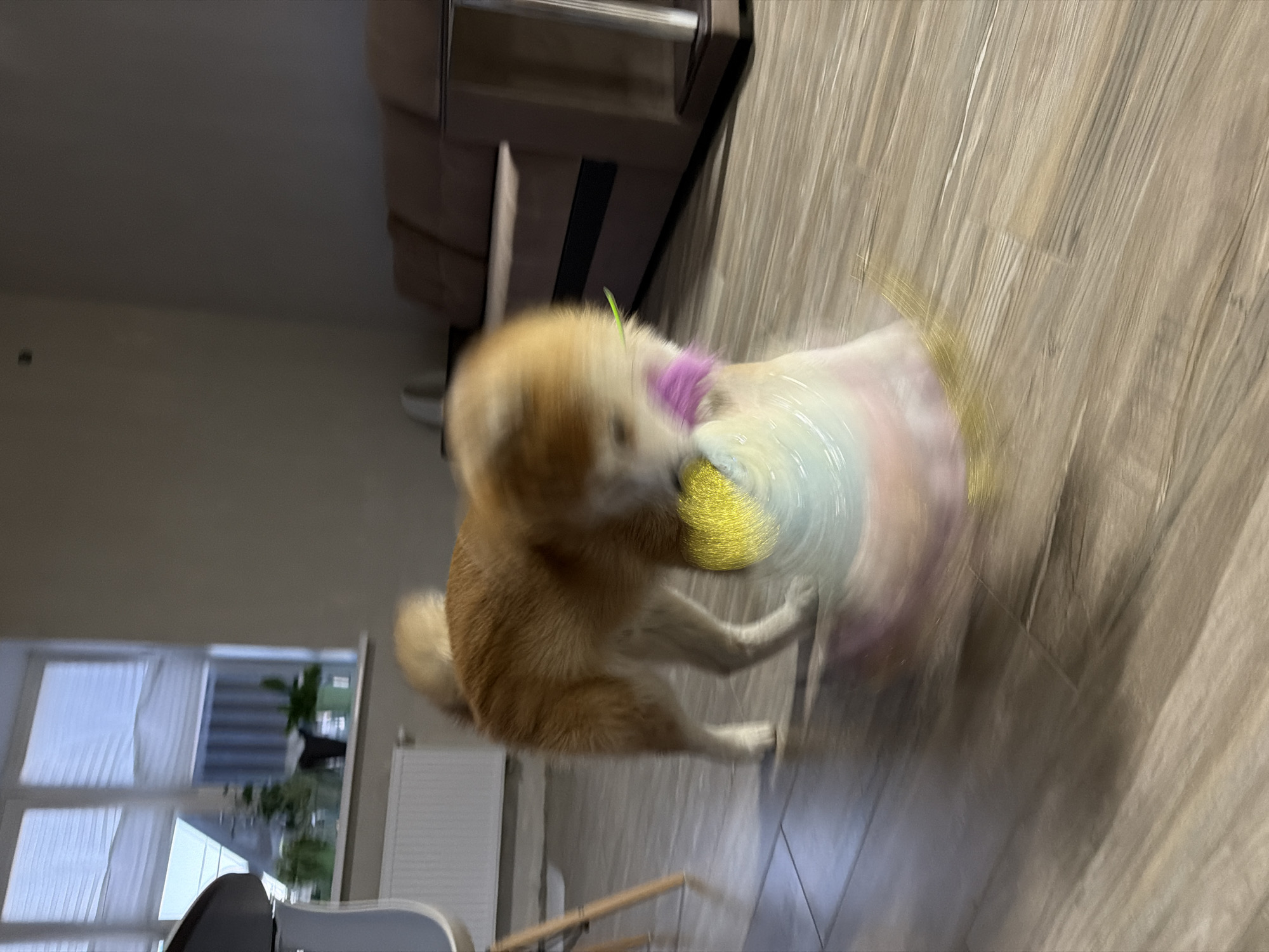 This dynamic image captures a light brown dog in Chaikovsky, Russia, mid-play with a vibrant, colorful toy indoors. The entire scene is characterized by significant motion blur, suggesting the dog is moving rapidly, possibly running or jumping, and the photograph was taken with a relatively slow shutter speed.
The primary subject is a medium-sized, light brown or golden-furred dog, caught in an energetic pose with its front paws seemingly engaging with the toy. A distinct, thin green stem or blade of grass protrudes from the fur on the dog's back or neck, adding a curious detail. The toy itself is highly blurred, appearing as a swirling mass of bright yellow, purple, and light blue/white, indicating fast rotation or shaking during play.
The setting is an indoor room, likely a living area, with light-colored wooden or wood-laminate flooring laid in planks. In the background, dark upholstered furniture, possibly a sofa or chair, is visible. To the left, a window fitted with white blinds or curtains allows natural daylight to enter the room, illuminating the scene. The overall lighting suggests it is daytime. The activity conveys a sense of joy and playful energy. There is no visible text in the image.