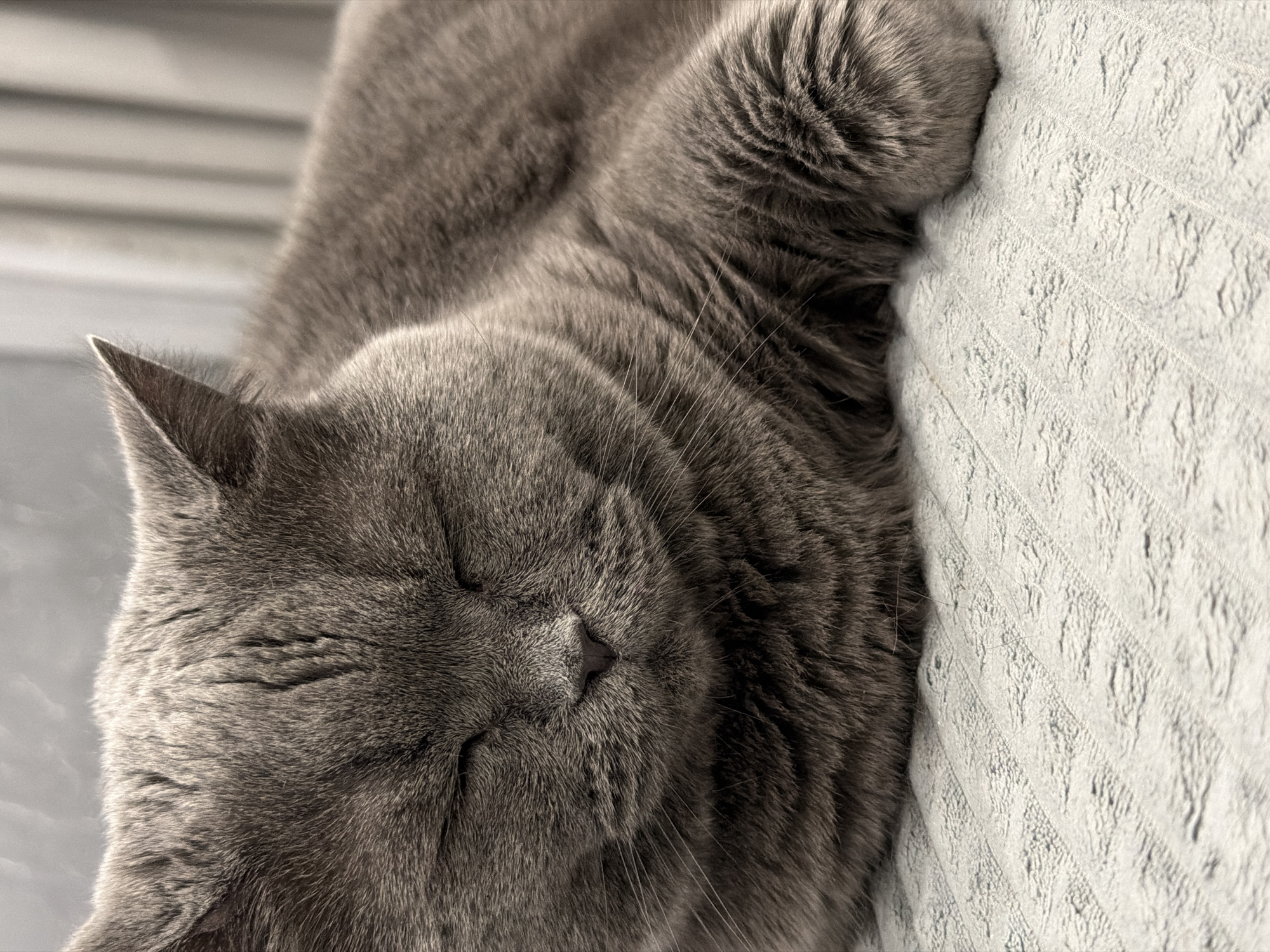 A close-up, eye-level shot shows a fluffy, grey British Shorthair cat sleeping on a textured, light grey surface, possibly a blanket or couch. The cat's eyes are closed, and its head is slightly tilted. Its right paw is resting in front of its chest, and its left paw is tucked underneath its body. The background is a soft blur of grey and white curtains. The scene is indoors, likely in a residential setting, possibly in Водоканал Снт, Russia.