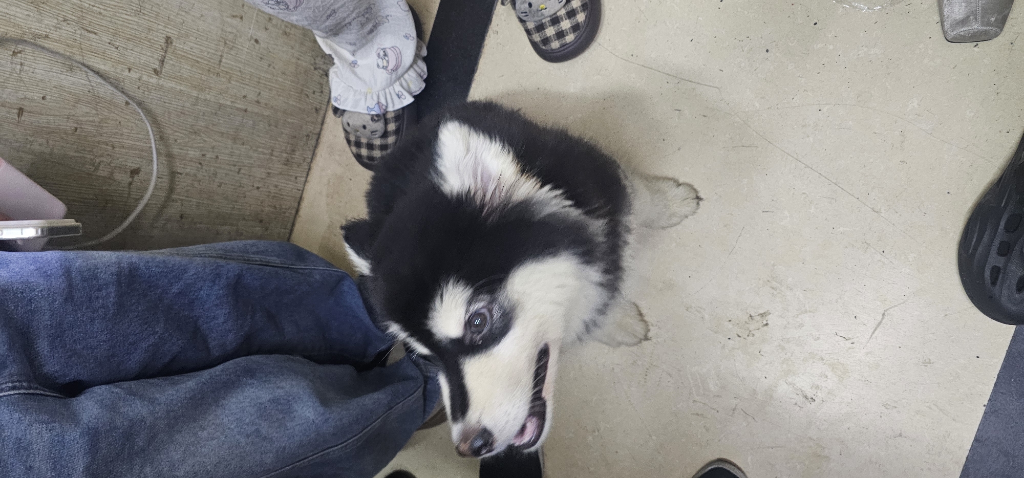 An overhead, slightly angled photograph captures a black and white husky puppy looking up with an attentive gaze in an indoor setting in Jiulongpo District, China. The puppy, a prominent subject, has light-colored eyes and its mouth is slightly open, revealing its pink tongue, suggesting curiosity or a happy demeanor.
The scene includes parts of at least two people, possibly three. In the lower-left, a person's leg is visible, clad in blue denim jeans. In the upper-left corner, the feet of another individual are shown, wearing light-colored, ruffled pajamas or loungewear and grey plaid slippers decorated with a cartoon cat face. A dark, textured slipper or sandal belonging to a third person is partially visible in the upper-right corner.
The setting appears to be a casual indoor space, likely a home. The floor is light-colored, possibly concrete or linoleum, showing some wear, smudges, and faint crack lines. A white cable lies on the floor near the denim-clad leg, next to a partially visible small pink and white object. A light brown wooden surface, potentially a wall or furniture, is visible in the background on the left. The image conveys a relaxed, everyday moment with a pet. No visible text is present in the image.