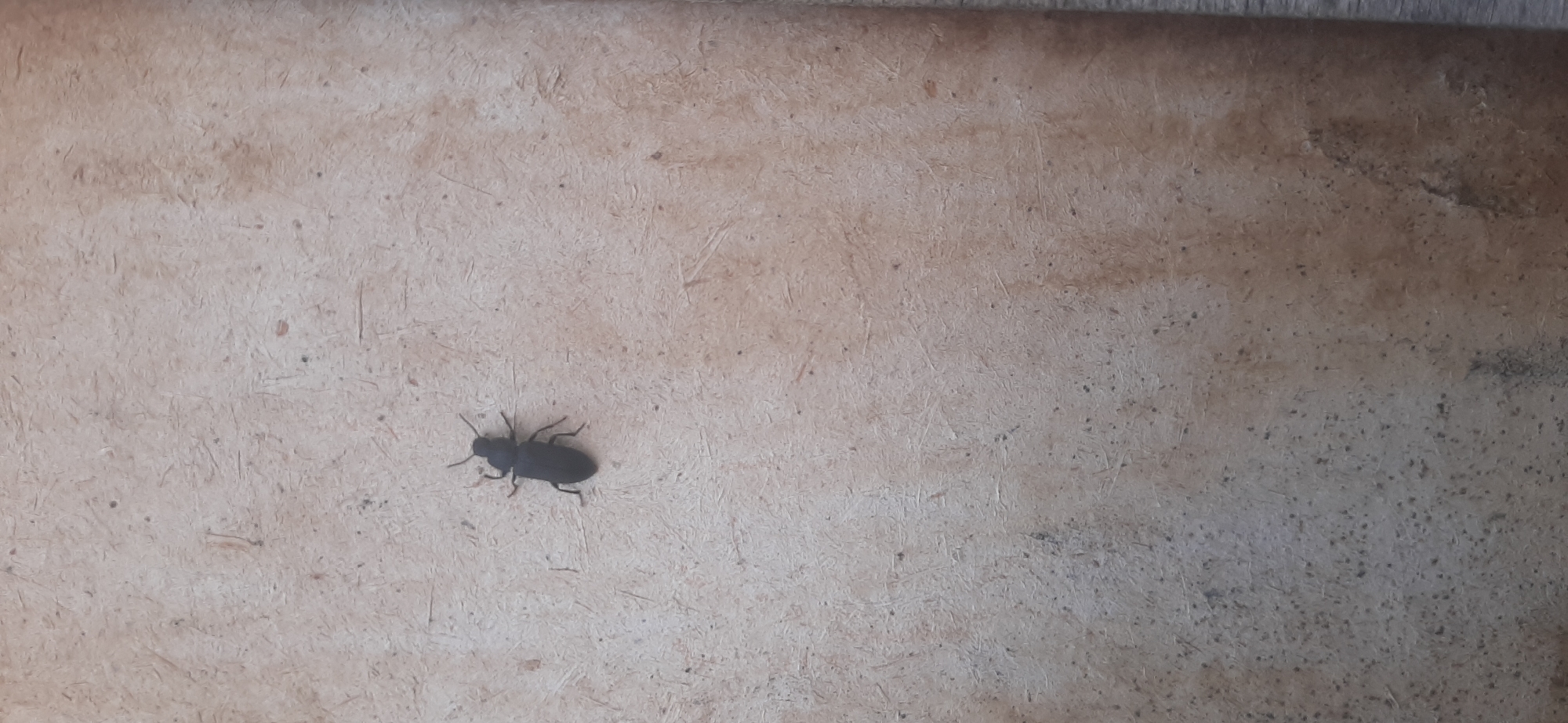 A black beetle is visible on a light-colored, textured surface. The beetle is oriented head-up and is the primary subject of the image. The surface appears to be a wall or a similar flat structure with a rough texture. No people or other discernible objects are present in the immediate vicinity of the beetle. The lighting is neutral, suggesting an indoor or shaded outdoor environment. The location in Yessentukskaya, Russia, is noted but not visually depicted within the image itself.