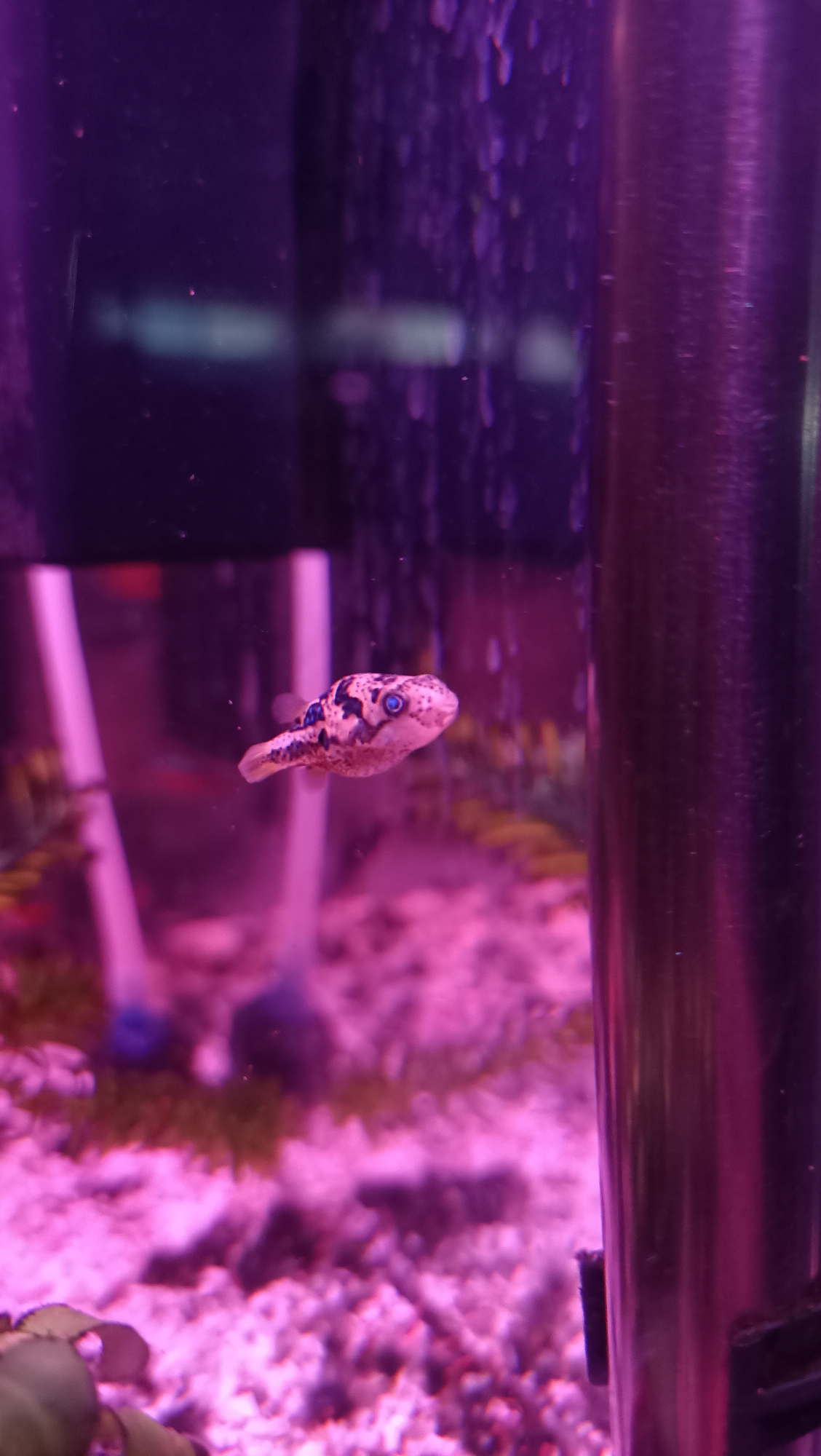 A small, light-colored pufferfish with black markings and bright blue eyes swims in an aquarium. The fish is positioned in the center-left of the frame, facing right. Behind the fish, two tall, white, cylindrical objects are visible, possibly part of the aquarium's filtration system. The background is blurred, showing a purple-pink hue, suggesting artificial lighting. The substrate of the aquarium appears to be small, colorful pebbles. Bubbles are rising in the water, particularly on the right side of the frame, near a tall, metallic cylinder that runs vertically along the right edge of the image. The overall environment is that of an indoor aquarium.