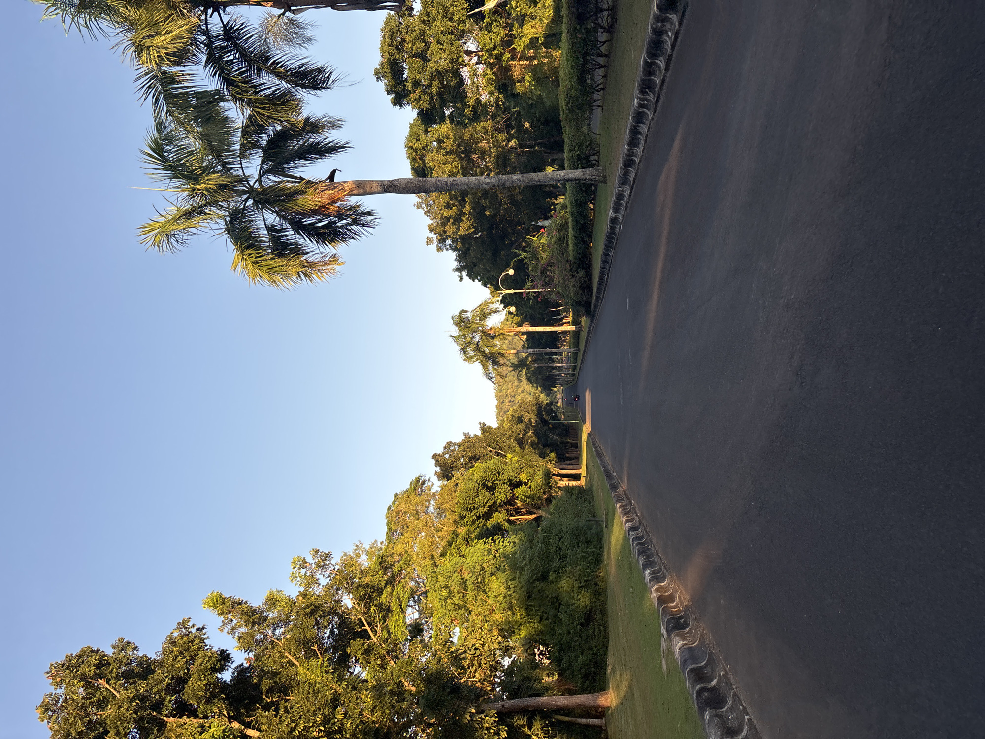 The image shows a road in Kuta Selatan, Indonesia, lined with trees and a palm tree. The road is asphalt and appears to be a two-lane road, with a decorative curb. The trees are lush and green. A single bird is visible on the trunk of the palm tree. The sky is clear and blue, with the sun appearing to be low, indicating either sunrise or sunset. Street lamps are visible further down the road.