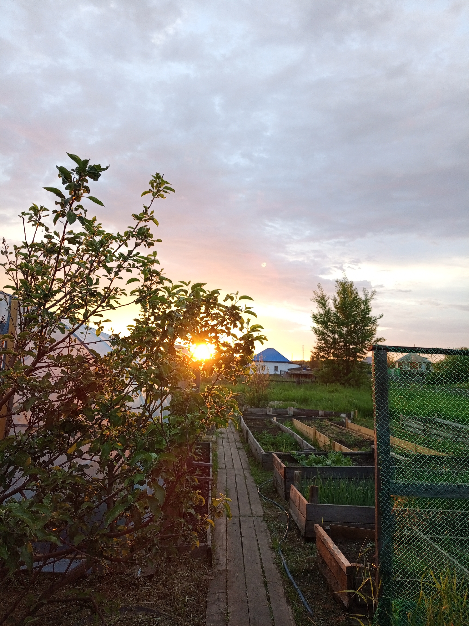 This is a full-frame, eye-level, outdoor, vertical, handheld shot of a garden at sunset in Pankrushikha, Russia. In the foreground, a leafy green tree obscures part of the view. Sunlight filters through the tree's branches, creating a lens flare. To the right of the tree is a wooden walkway. Beyond the walkway are several raised garden beds, some containing green plants, possibly onions and radishes. A chain-link fence runs along the right side of the garden. In the middle ground, several houses with blue and green roofs are visible, along with a lone tree. The sky above is filled with soft, scattered clouds tinted with hues of pink and orange from the setting sun. The overall impression is that of a peaceful, rural evening scene.