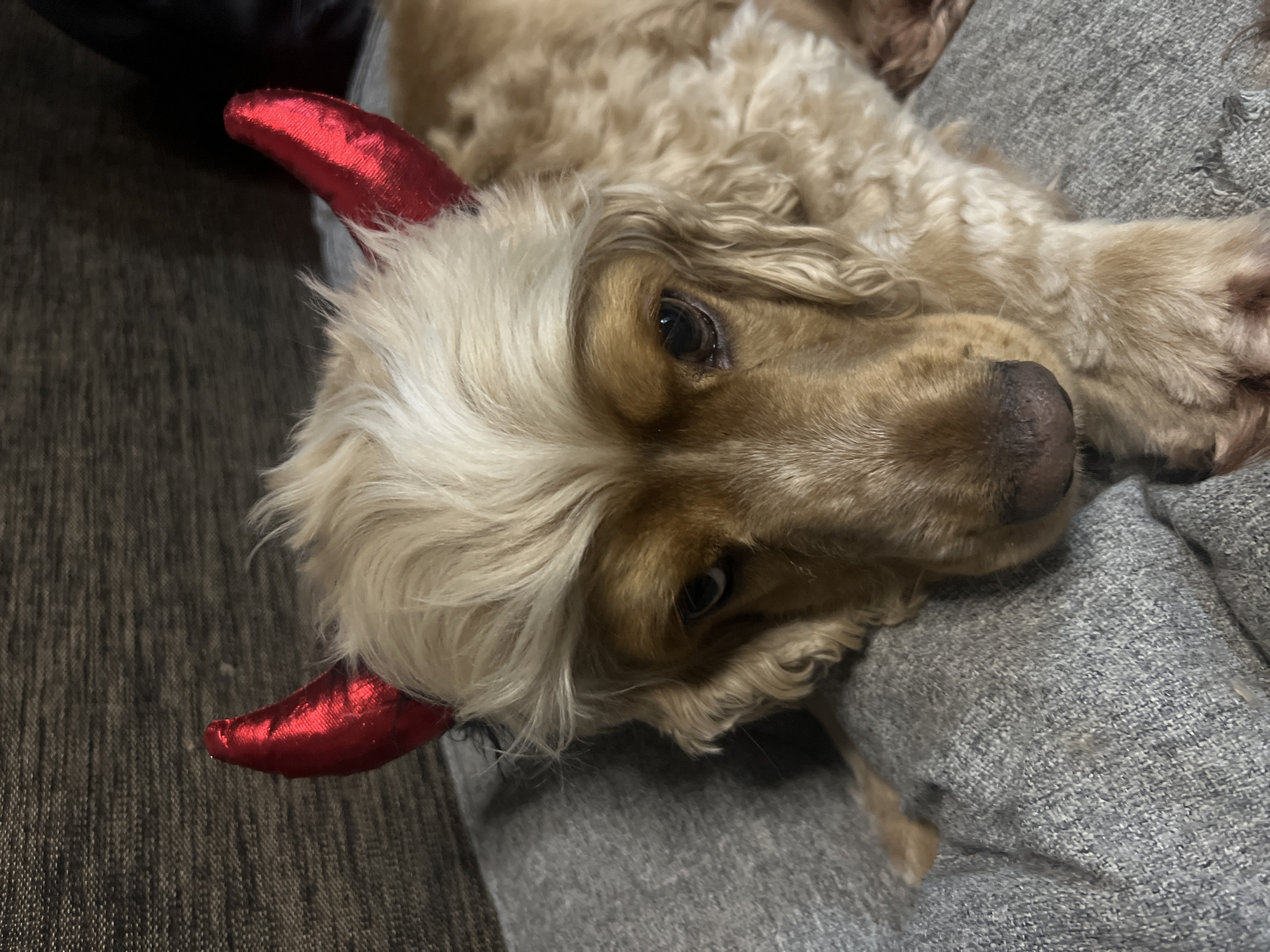A golden cocker spaniel dog is lying on a gray sweater. It is wearing a headband with two small, shiny red devil horns. The dog's head is turned slightly towards the viewer. The dog's nose is dark brown and moist-looking. The dog has a mix of light blonde and golden brown fur, and its eyes are a dark amber color. The sweater is slightly wrinkled and has a soft texture. The scene does not appear to be in Chaikovsky, Russia; the environment is an indoor location.