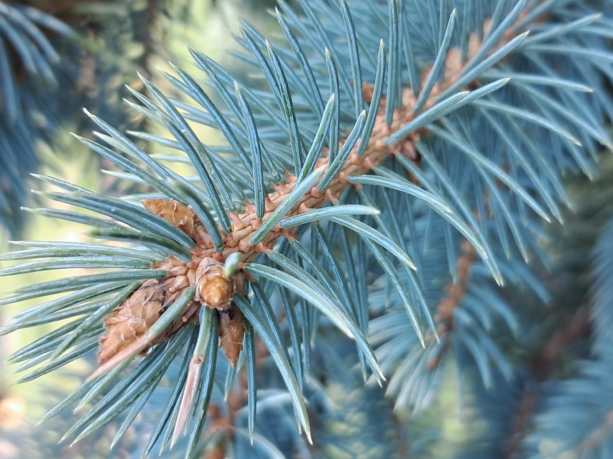 The image is a close-up, macro photograph of a blue spruce branch, focusing on a developing cone bud. The needles are a distinct blue-green color, sharp, and pointed, radiating outwards from the central stem. The cone bud itself is small, woody, and a light brown color, with some visible scales. The background is blurred, showing more out-of-focus blue spruce branches and some hints of green foliage, suggesting an outdoor environment. There are no people or any signs of human activity depicted in the image. The image does not provide any information or context that would allow for the determination of its location in the city of Ivanivka, Ukraine.