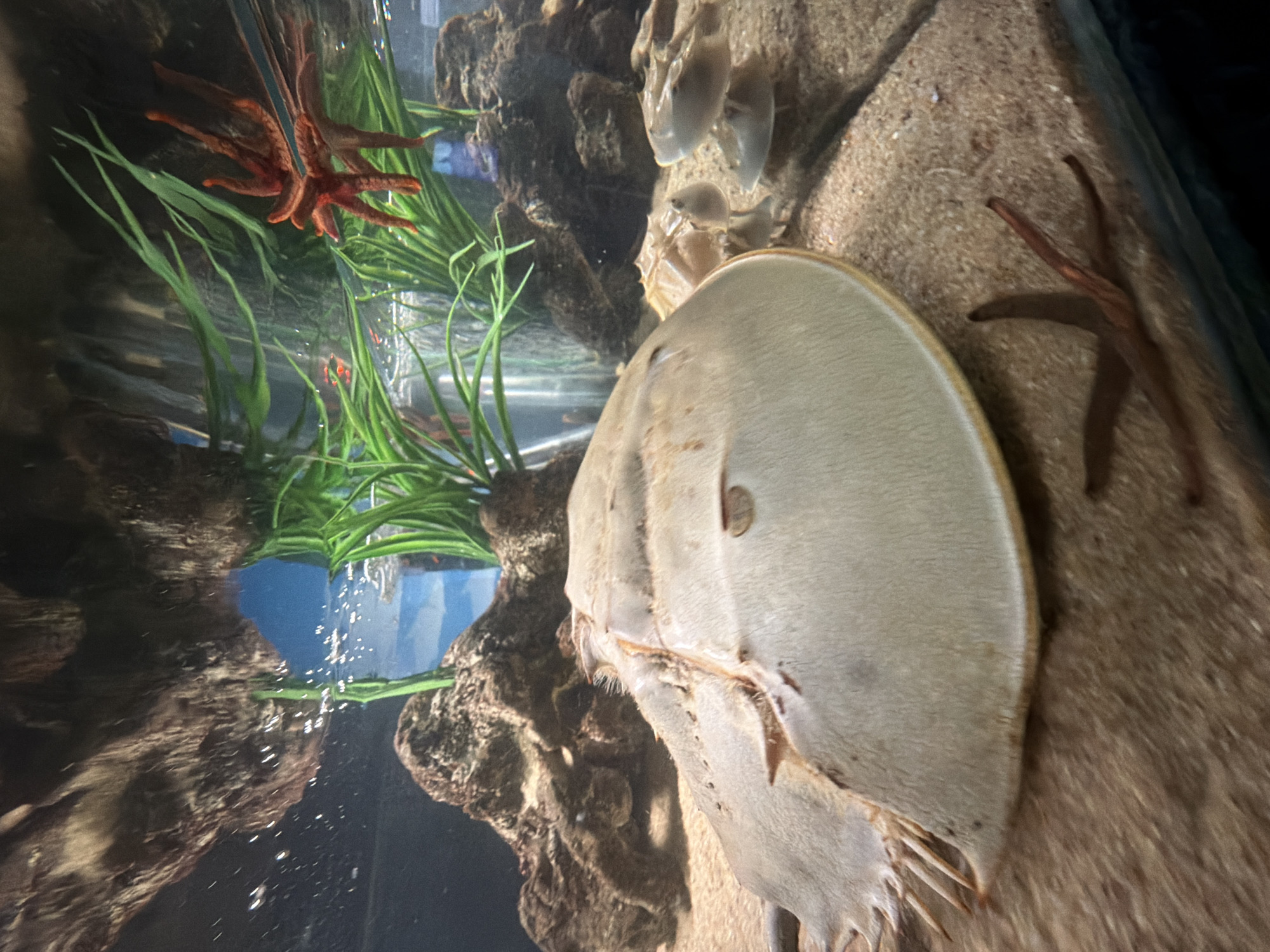 The image depicts an aquarium exhibit. Visible are: a horseshoe crab, several starfish (one red near green aquatic plants, another brown on the sandy bottom), rocks, and possible shell casings. The scene suggests a marine or coastal environment, but there is no evidence to indicate that this exhibit is located in Sochi, Russia.