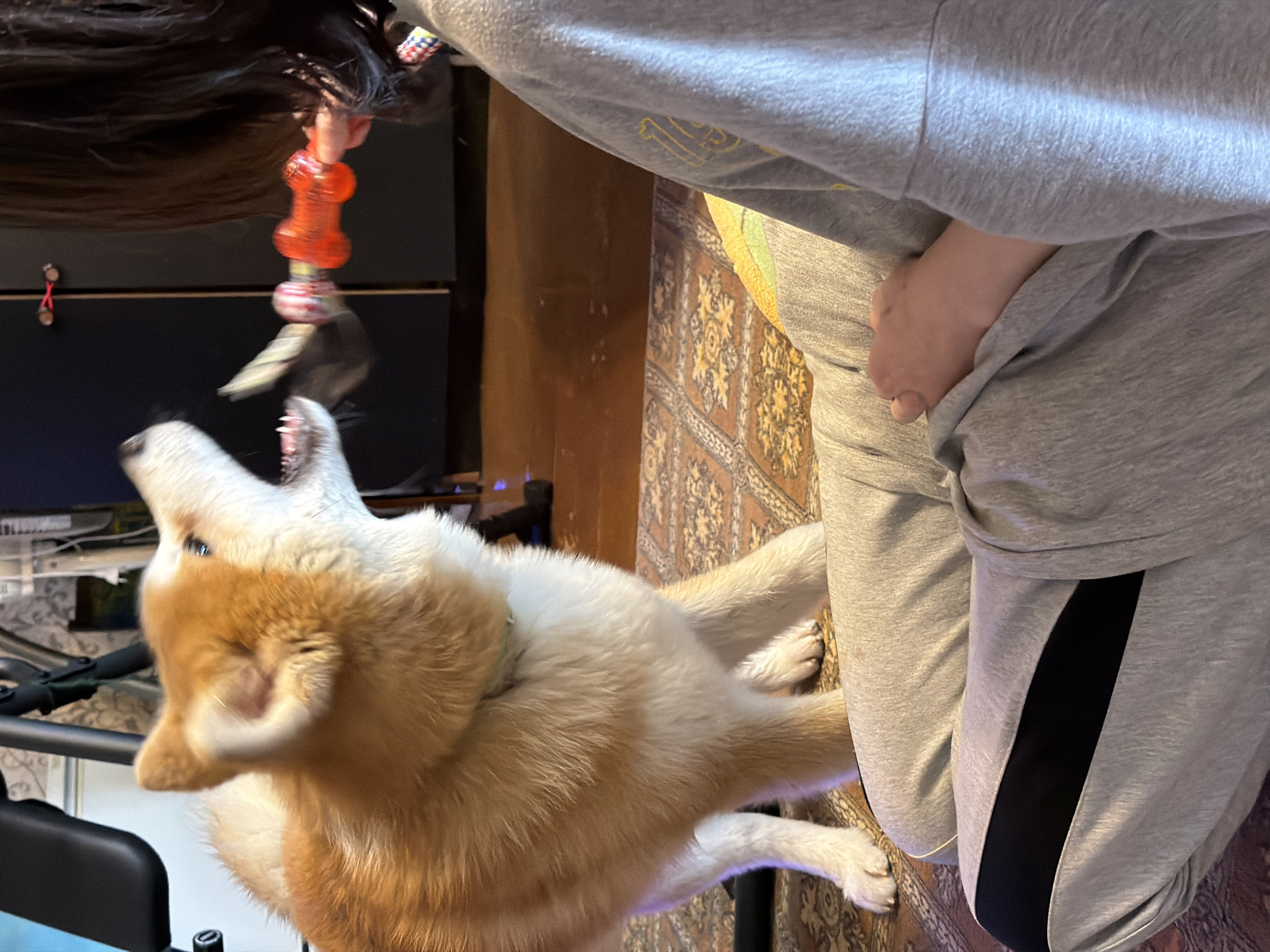 The image, correctly oriented, depicts an indoor scene in Заболотово, Russia, featuring a person playing with a dog.
A light-furred dog, possibly a Shiba Inu, is captured in motion on the left side of the frame, looking upwards with its mouth open, seemingly jumping to interact with a toy. The dog has prominent ears and a mix of cream and light brown fur. On the right, a person is partially visible, wearing grey sweatpants with a black vertical stripe and a grey long-sleeved top. Their long, dark hair hangs down, and they are holding a red, bone-shaped dog toy that also has a fabric element, which the dog is engaged with. A bare foot with painted toenails is visible beneath the person's clothing.
The activity clearly shows an energetic play session between the person and the dog. The dog's excited posture and open mouth suggest it is actively trying to get the toy.
The setting is an indoor space, likely a home, characterized by a patterned brown and yellow rug on the floor. Dark furniture or cabinets are visible in the background, along with what appears to be part of an exercise machine, possibly a treadmill, on the far left. Some faint, unidentifiable yellow text or a design can be seen on the person's grey top. The lighting suggests it is daytime or a well-lit interior. The overall mood conveyed is one of playful interaction and excitement.