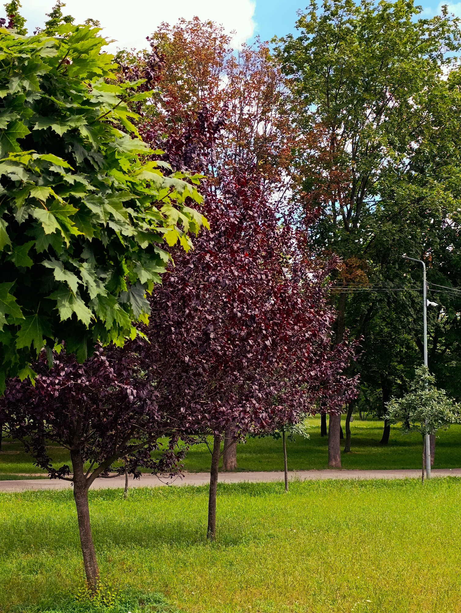 The image depicts a park scene with lush green grass in the foreground. Several trees are visible, including a large maple tree with vibrant green leaves on the left, a tree with dark red leaves in the center, and several taller green trees in the background. A paved pathway runs horizontally across the middle ground. A lamppost stands on the right side of the pathway. The sky is blue with scattered white clouds. The scene is indicative of a park within the city of Brovary, Ukraine. No people are present in the image.