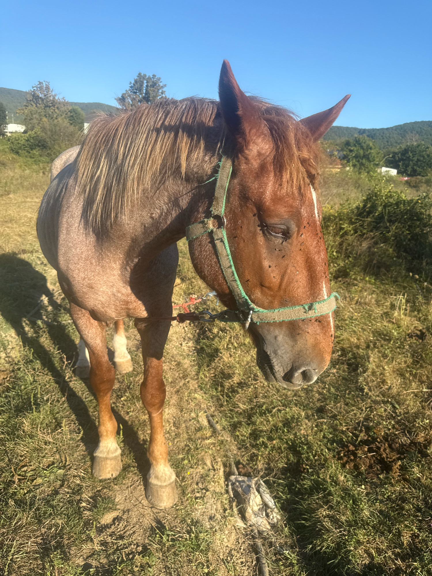 A medium shot captured at eye-level shows a dappled brown horse standing in a grassy field under a clear blue sky. The horse is facing to the right, with its head lowered slightly. The horse's coat is primarily brown with lighter speckling across its body. It has a lighter white marking on its face. A green halter with a red lead rope is around its head. Numerous small, dark insects are visible on the horse's face and neck. The horse is standing on dry, yellowed grass, with some patches of green. In the background, a hilly landscape with scattered trees and a few distant buildings is visible. The lighting suggests it is daytime, likely morning or afternoon, with the sun casting shadows on the ground. The image does not contain any information indicating its location in Tenginka, Russia.