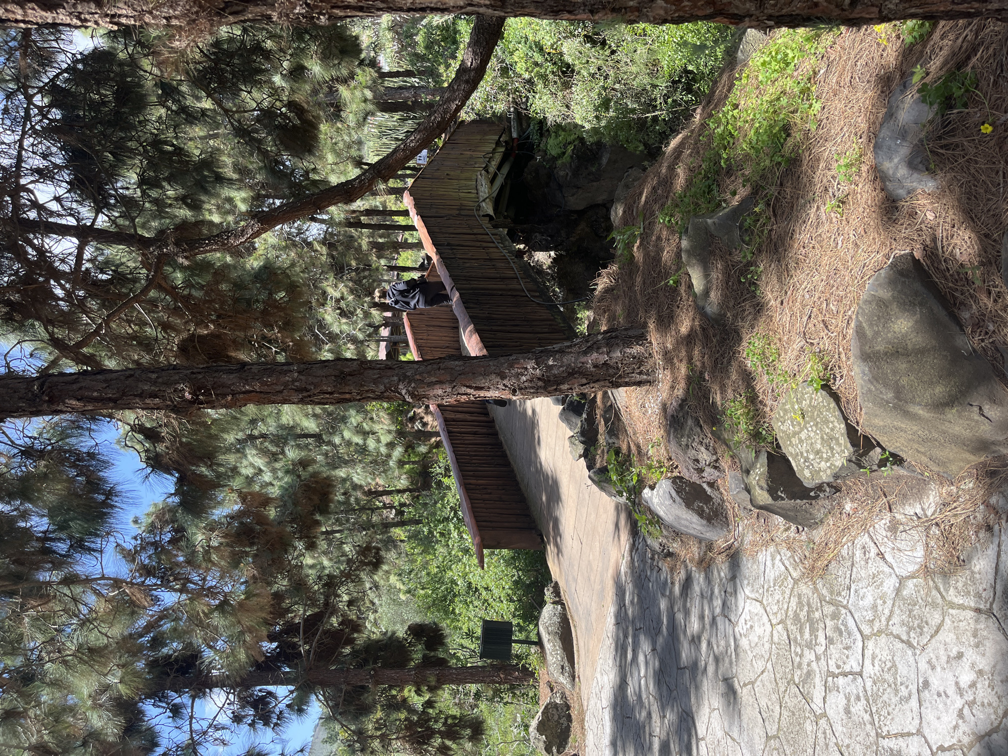 The image shows a park setting in Las Palmas, Spain, with trees framing the top and left sides of the view. A wooden structure, possibly a bridge or lookout point, is visible with a person standing on it. The structure leads towards an opening in the hillside, possibly a cave or grotto. A stone pathway descends from the structure. Pine needles and vegetation cover the ground and rocky areas, indicating a natural environment. A trash can is visible next to the path. The pavement is gray and cracked in a polygon-like pattern. The sky is seen through the trees, indicating a clear day.