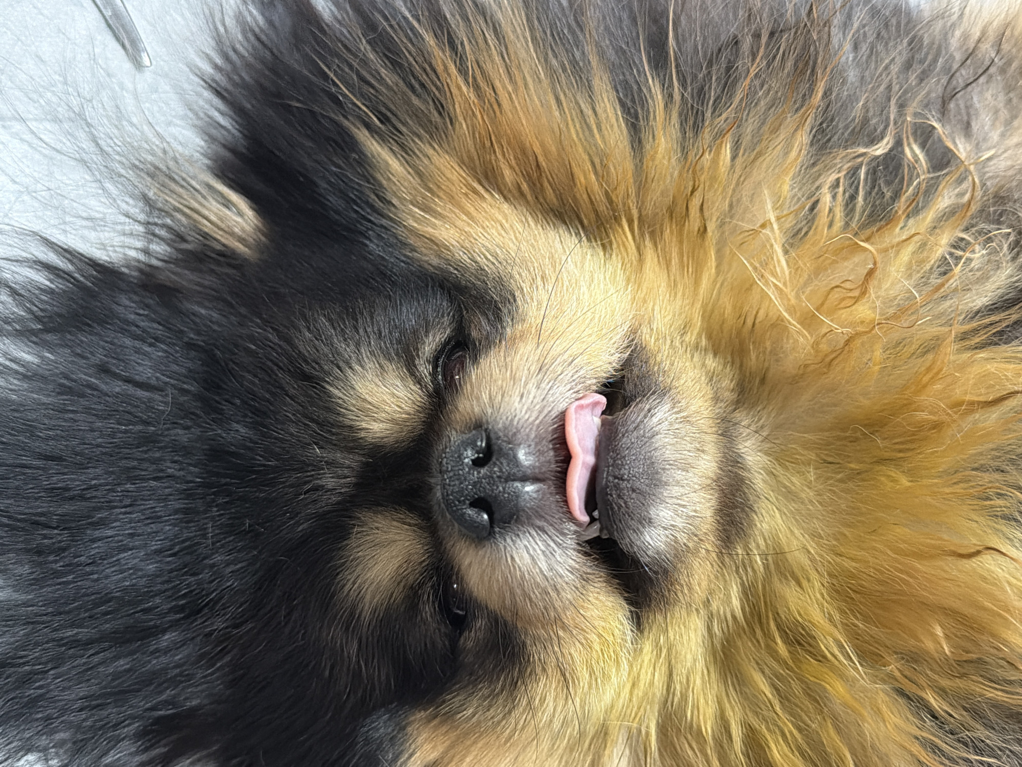 The image is an close-up view of a dog with black and tan fur, lying on its back. Its tongue is slightly protruding from its mouth. No other information about the location in Cuautla, Mexico can be gathered from the image.