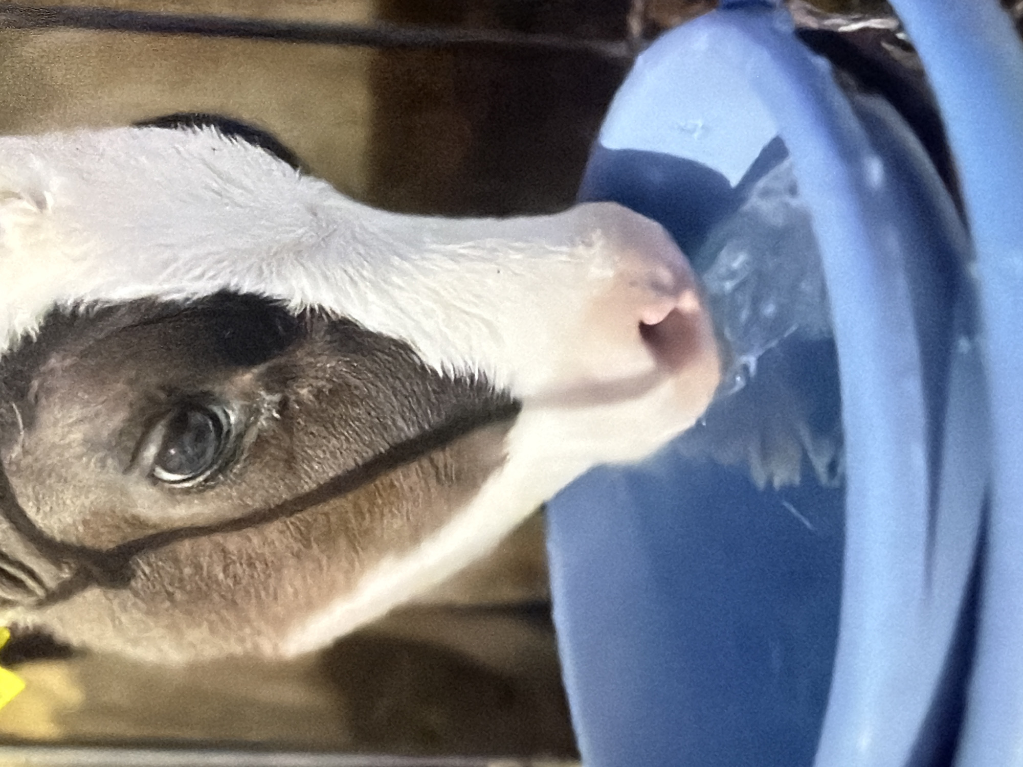 A close-up, medium shot captures a brown and white calf drinking water from a blue trough. The calf's head is angled down towards the water, with its muzzle partially submerged. The calf's eye, a dark orb with a reflective highlight, is visible and appears alert. Its nose is pink and moist. The fur on its face is a mix of brown and white, with long white hairs around its muzzle. The background is a blur of brown and tan, suggesting an enclosure or barn. The blue trough is slightly out of focus but clearly shows rippling water.