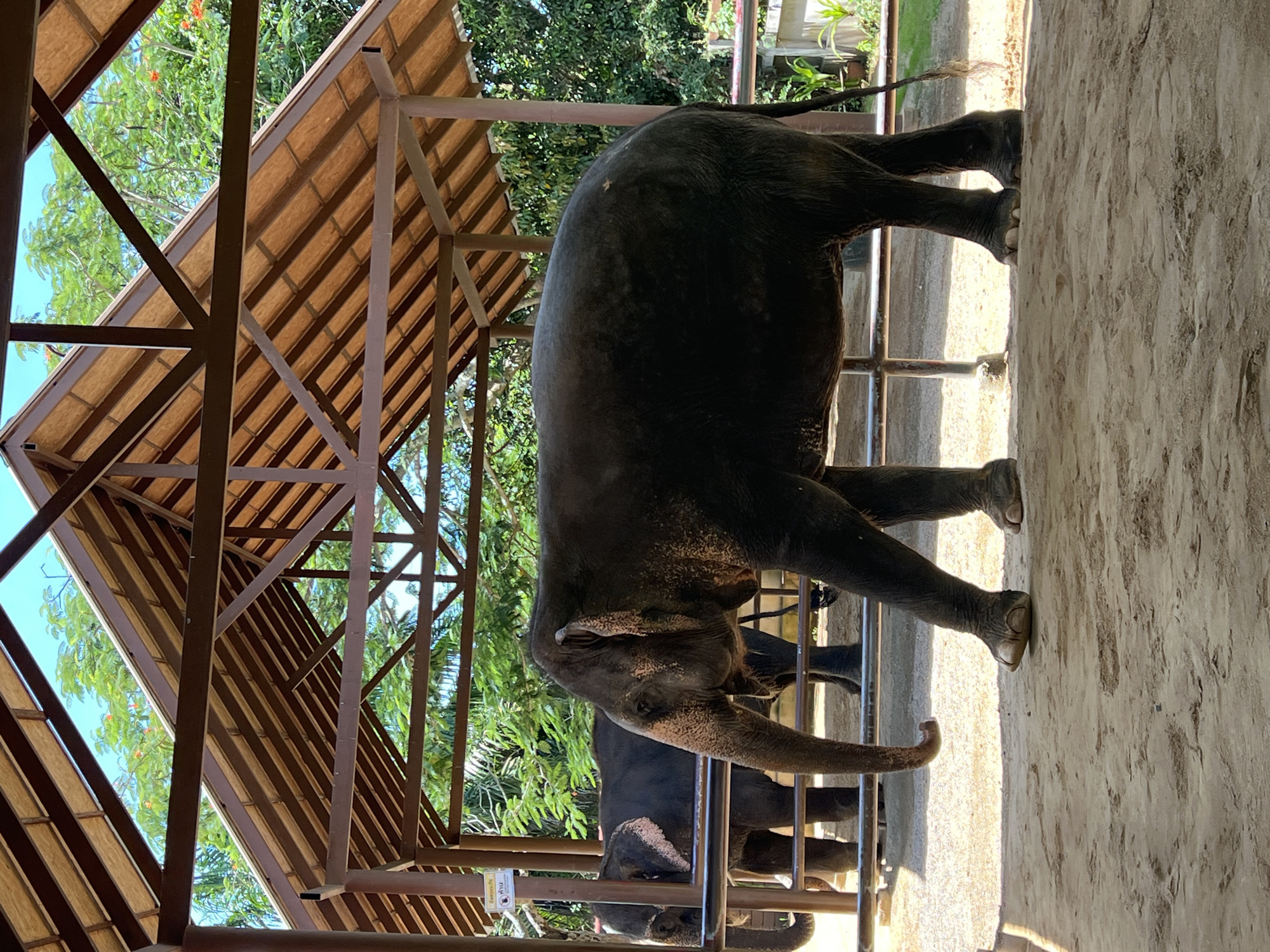 An adult elephant stands in the foreground of an open-air shelter with a wooden roof and metal supports. The elephant is dark gray and facing left, with its trunk extended. Behind it, another elephant is partially visible, also dark gray, and facing left. Both elephants are behind a metal fence. The ground is a mix of sand and dirt. Lush green trees and vegetation are visible in the background, with a clear blue sky overhead. The shelter appears to be in an outdoor enclosure, possibly a sanctuary or zoo, located in Baan Thurian, Thailand.