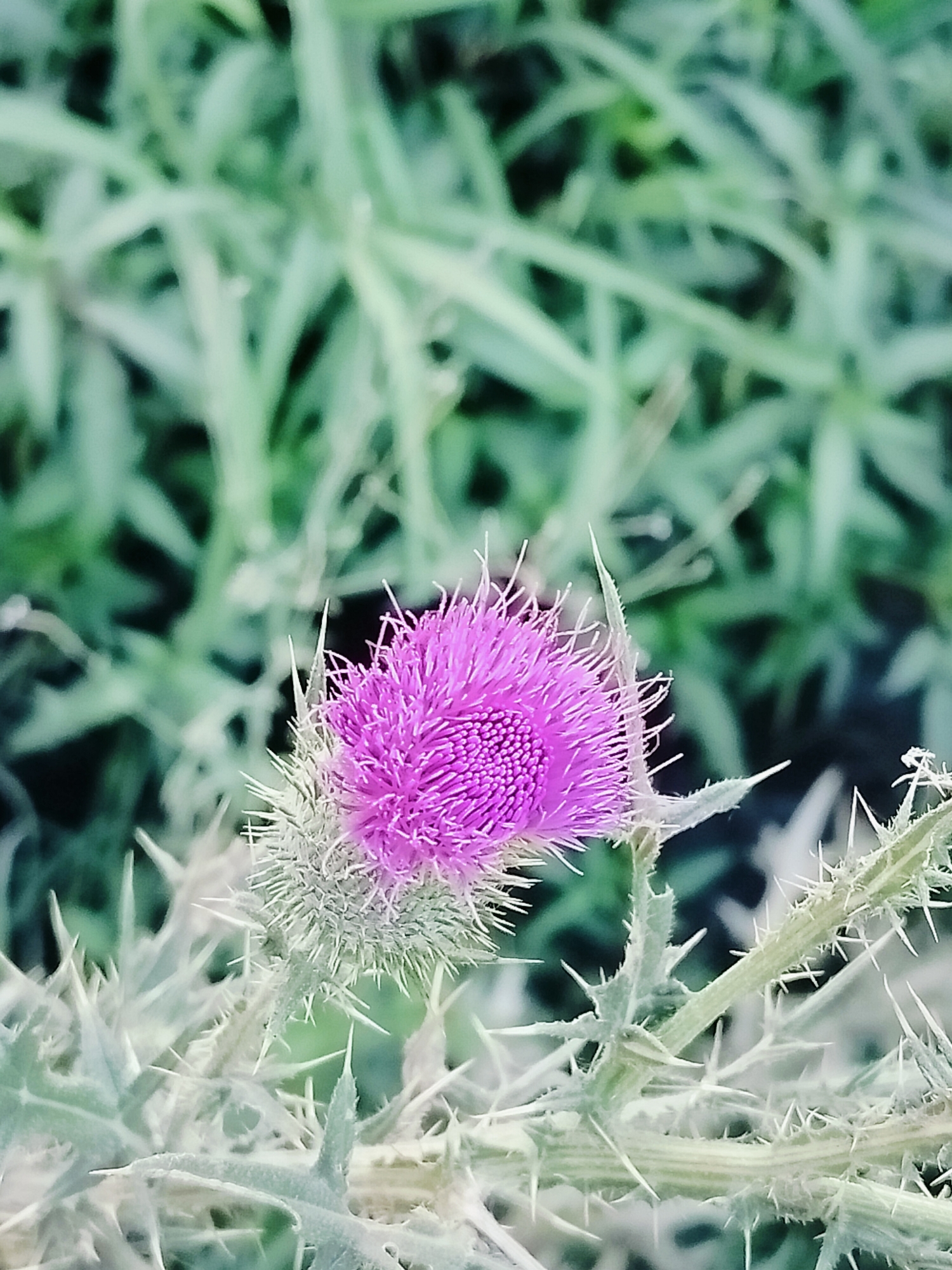 The image displays a close-up view of a thorny thistle plant with a vibrant purple flower. The flower head is spherical and covered in fine, spiky petals, with a textured center. The plant's stem and leaves are heavily armed with sharp, pointed spines. The background consists of blurred green foliage, suggesting an outdoor setting. The specific location in the city of Көлкент, Kazakhstan, cannot be determined from the visual information provided in the image. There are no people or animals visible. The scene is static and focuses solely on the botanical subject.