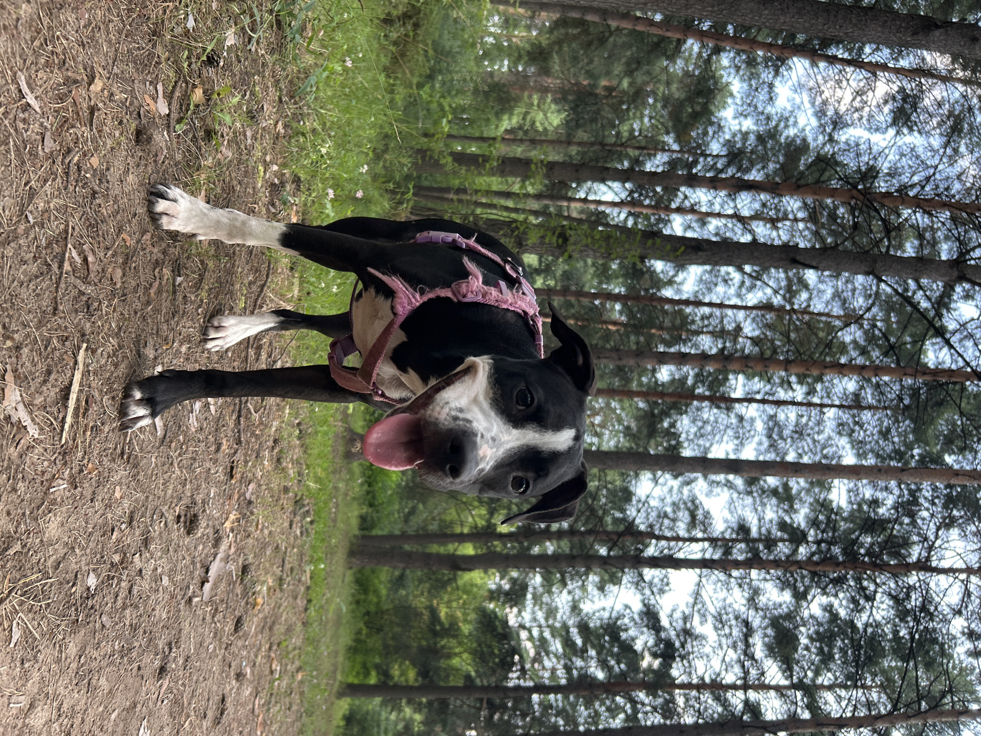 A black and white dog with a pink harness stands on a dirt path in a pine forest. The dog is panting with its tongue out, looking at the camera. The trees are tall and thin, with a light blue sky visible through the branches. The ground is covered in pine needles and fallen leaves. The image appears to have been taken during the day.
