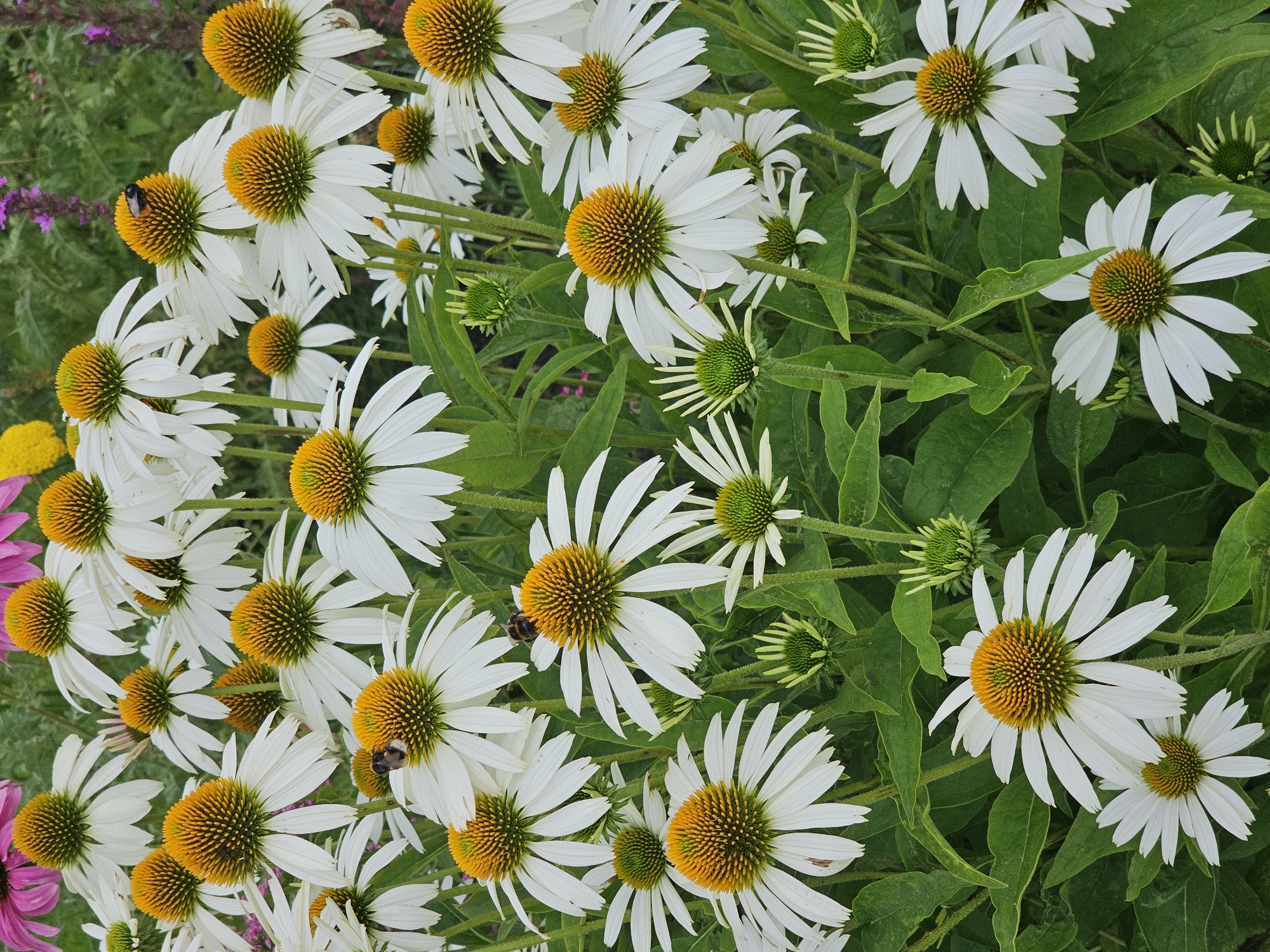 A dense cluster of white coneflowers with bright yellow centers fills the frame. Several of the flowers have bumblebees actively collecting pollen. The flowers are in various stages of bloom, with some fully open and others as developing buds. The background is a blur of green foliage and hints of other flowers, suggesting an outdoor garden setting. The scene is brightly lit, indicating it was taken during the daytime. No specific location in Moscow, Russia, can be determined from the image alone.