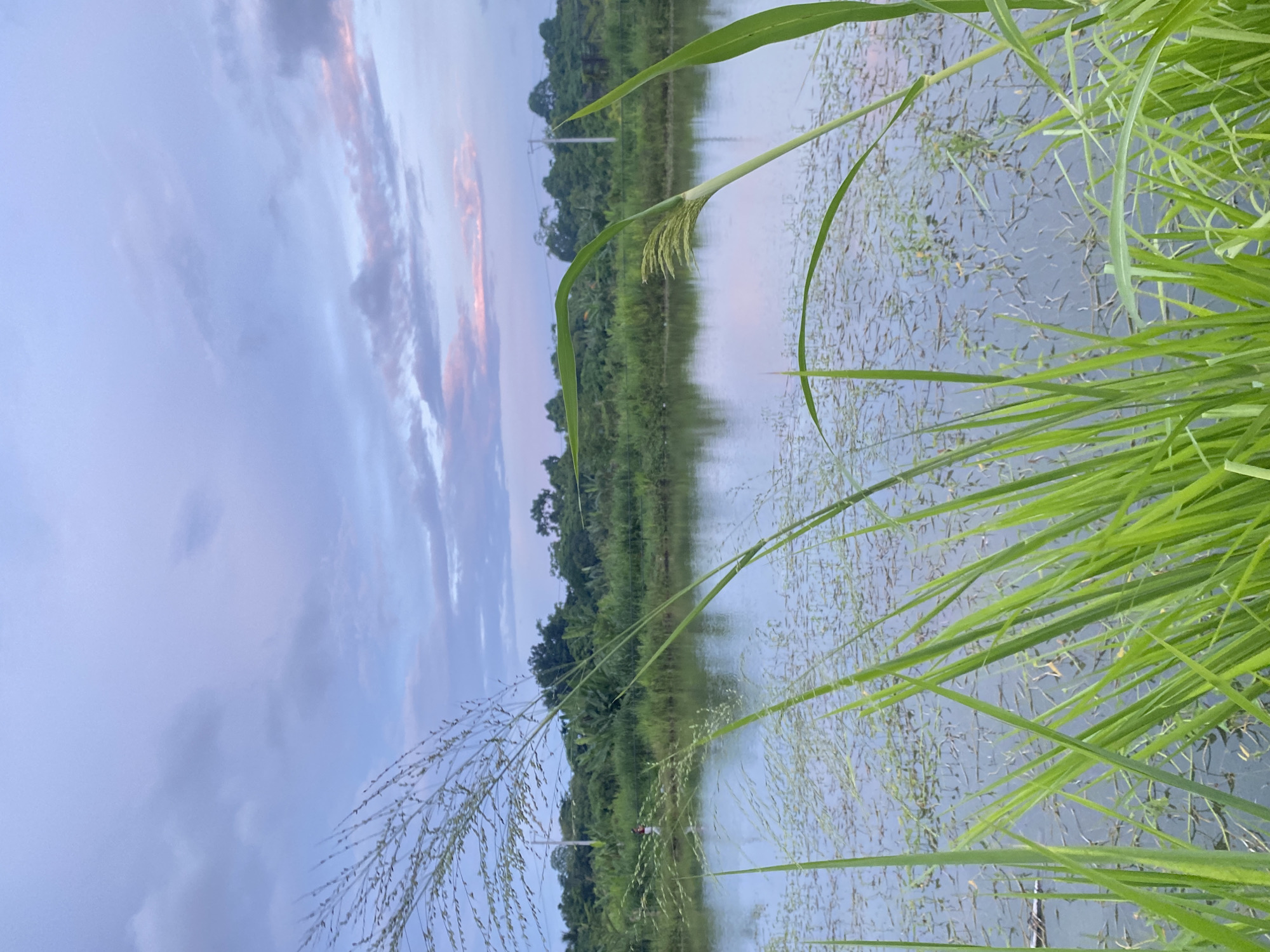 The image captures a serene waterscape at dusk, likely in Davao City, Philippines. In the foreground, lush green grass blades, some tall and feathery, others shorter and broad, frame the scene. These blades are partially submerged in the water's edge, indicating a marshy or shallow aquatic environment. The water itself is calm and reflective, mirroring the dusky sky and the dense foliage on the opposite bank.
The middle ground is dominated by a body of water, possibly a pond or a slow-moving river. Scattered across its surface are small, floating green plants, creating a textured pattern. On the far side of the water, a thick line of vibrant green trees and vegetation forms a natural barrier, characteristic of tropical landscapes. A utility pole with wires is visible amidst the trees on the right, suggesting the presence of human infrastructure in the vicinity.
The sky above is a canvas of soft, muted colors. Predominantly a pale blue, it is streaked with wisps of grey clouds and subtle hints of pink and lavender, indicative of twilight. The overall atmosphere is tranquil and natural, with the natural elements taking center stage. In the distance, near the left edge of the image, two figures can be faintly discerned walking along the tree line, adding a subtle human presence to the otherwise untouched natural setting. The lighting suggests the time is either early morning or late evening.