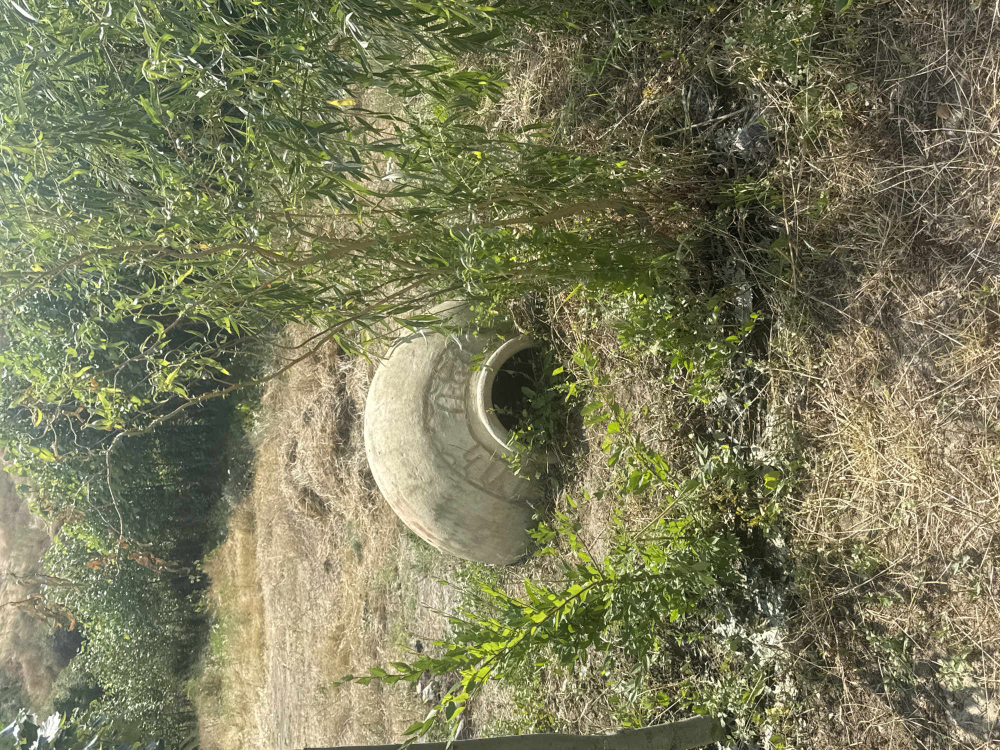 A large, beige, amphora-like vessel lies on its side in a dry, grassy field. The vessel has a rounded bottom and a wide opening. The surrounding area is characterized by dry, brown grass, scattered green plants, and some trees in the background. The scene appears to be an outdoor, possibly rural, setting. There are no people visible in the image. The vessel's surface shows some decorative banding near its opening. The lighting suggests it is daytime.