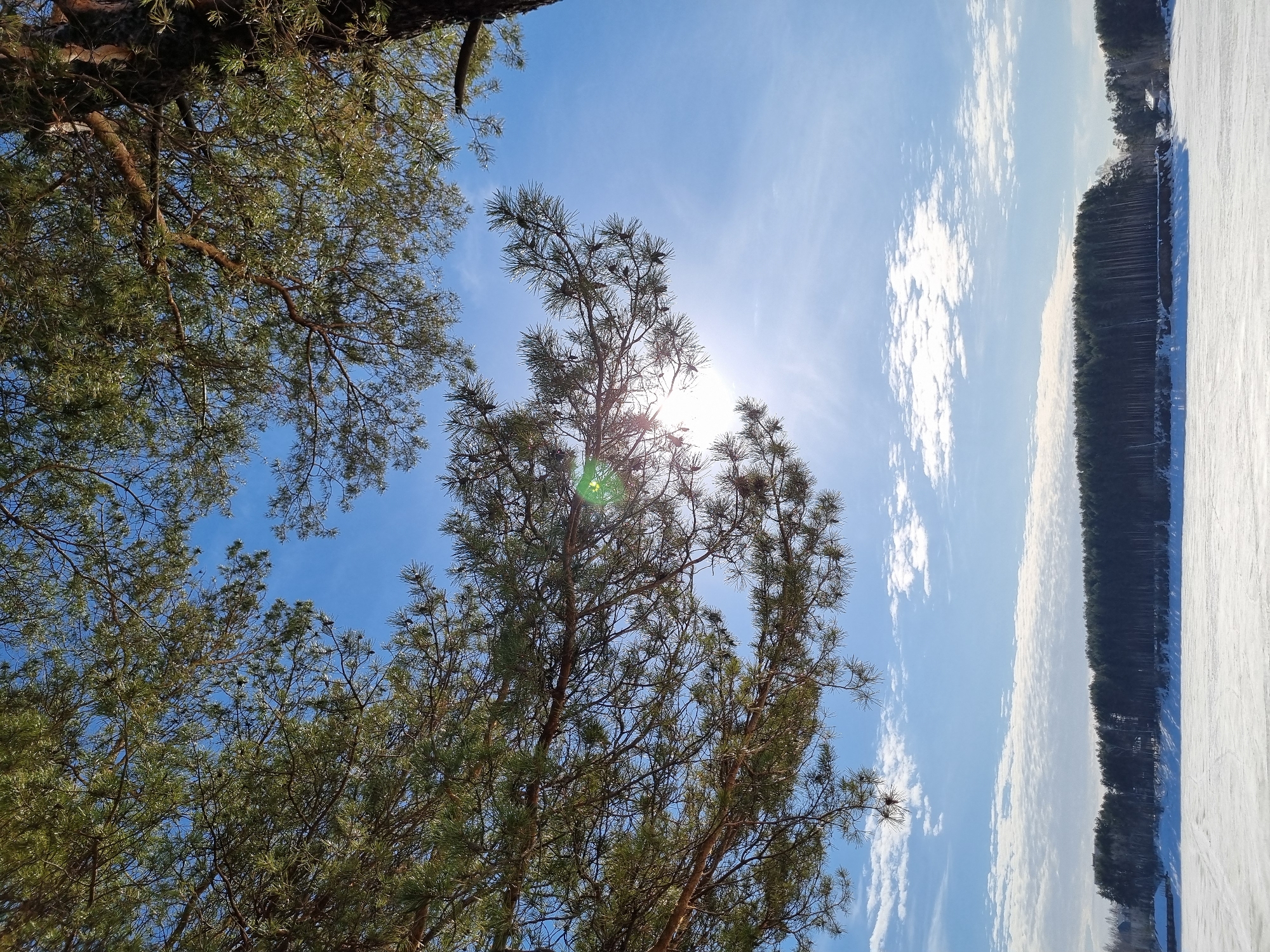 The image presents a bright winter landscape, likely taken at the Votkinsk Reservoir in Chaikovsky, Russia. The upper third of the frame is occupied by the dark green needles and branches of several pine trees, some bearing cones, silhouetted against a clear, vibrant blue sky. The sun is visible as a bright, circular light source with lens flare in the upper-middle right, partially obscured by the pine foliage. Scattered white stratocumulus clouds are present, primarily clustered along the horizon. Below the distant horizon line, a dense, dark green coniferous forest stretches horizontally across the middle ground, marking the far bank of a frozen body of water. On the left side of this forest line, several light-colored buildings with dark roofs are partially visible among the trees. The lower half of the image consists of a vast, flat expanse of snow-covered ice, displaying subtle irregularities and faint linear marks on its surface. No individuals or discernable actions are visible within the scene.