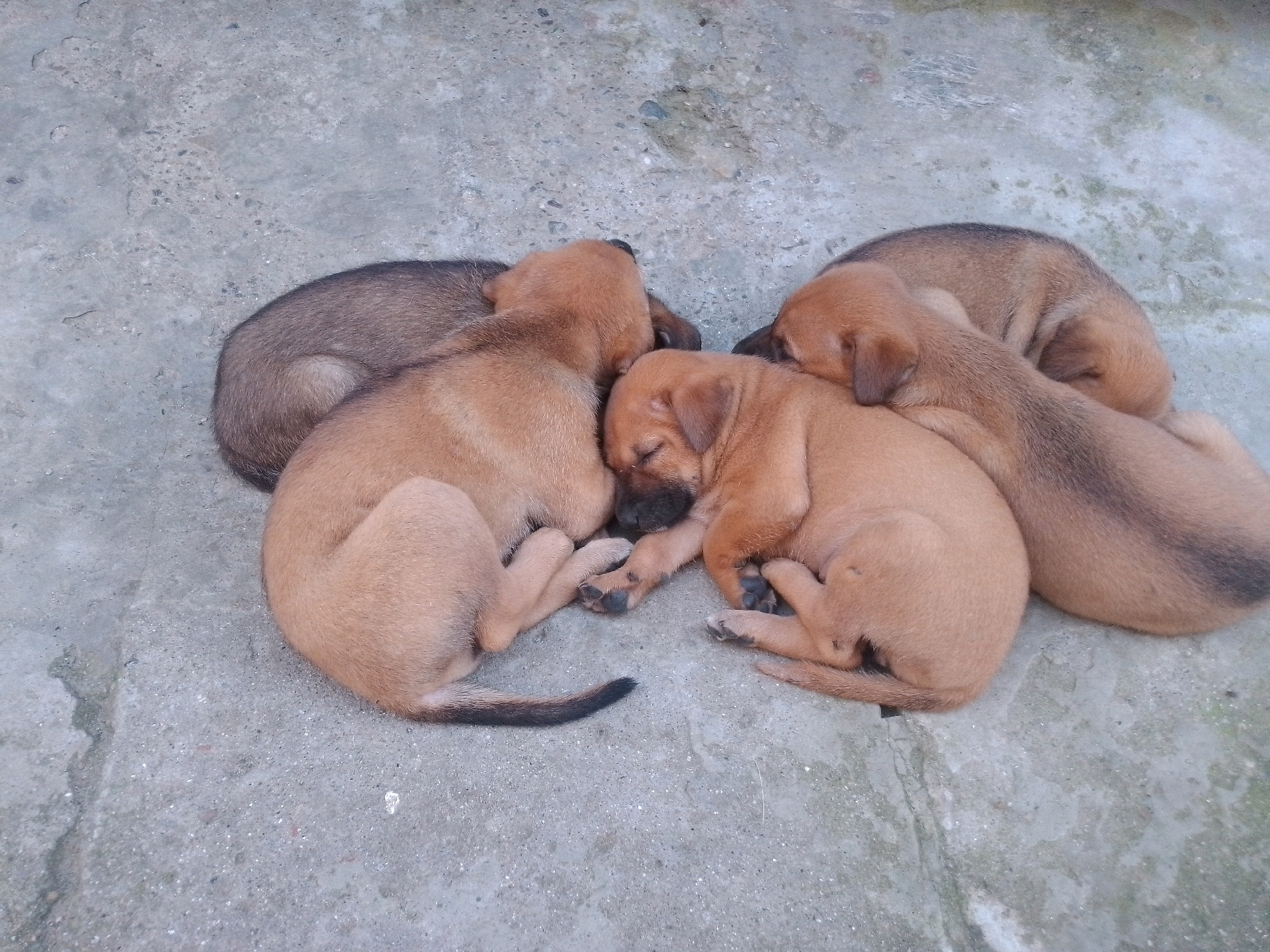 A group of five puppies are sleeping on a concrete surface. The puppies are of various shades of brown, with some appearing darker and others lighter. They are huddled together for warmth and comfort, with their bodies curled up and their heads resting on each other or on the ground. The concrete surface appears to be outdoors and shows signs of wear and tear, with some cracks and debris. The overall impression is one of peaceful slumber and innocent vulnerability. The location is identified as Siliguri, India, a city in the Darjeeling district of West Bengal.