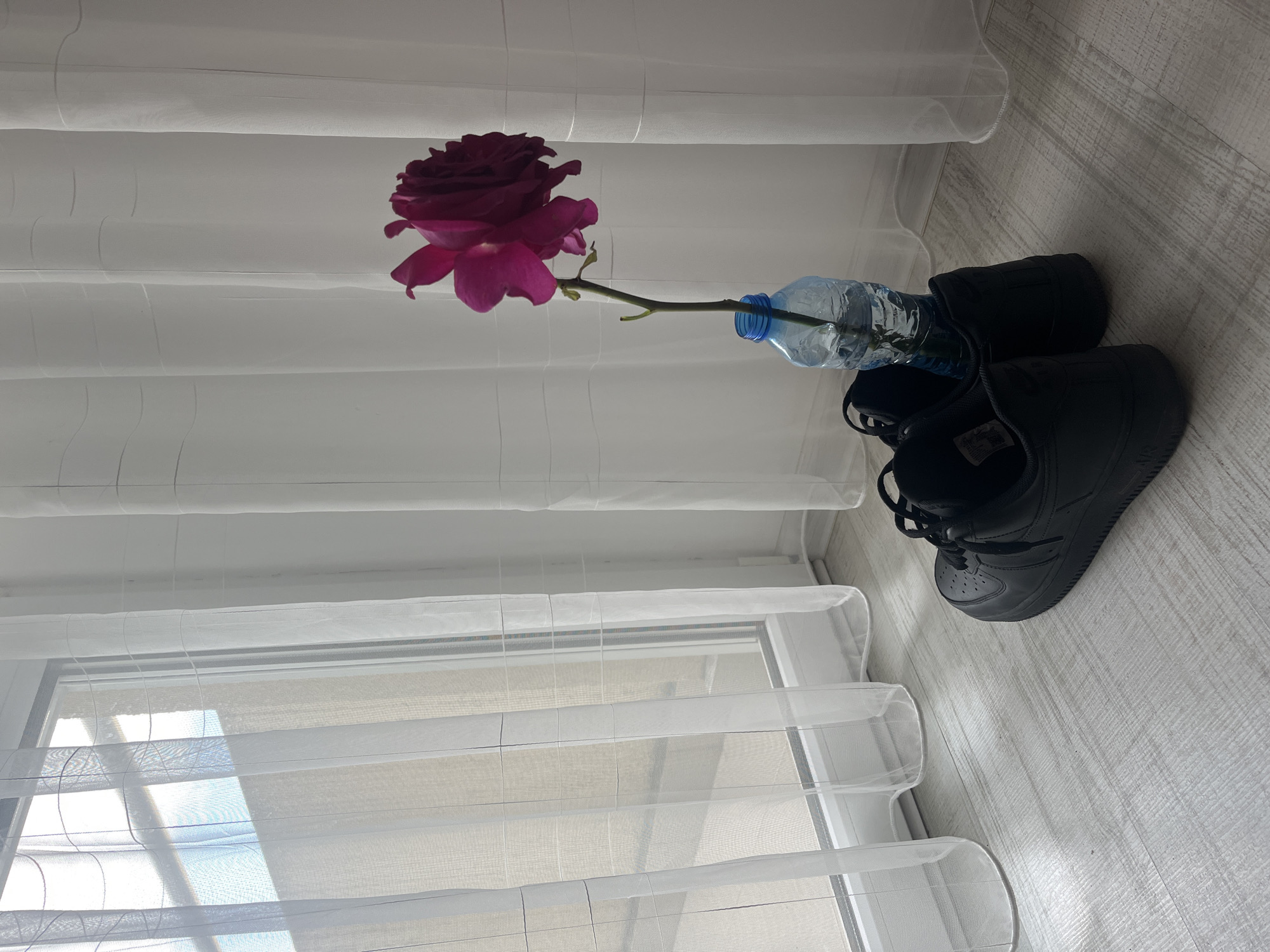A rose with a purple-red bloom and green stem rests in a clear plastic water bottle, which is placed on top of a pair of black sneakers. The shoes are on a white wooden floor, next to a white semi-sheer curtain that covers a window with daylight coming through. The scene appears to be indoors. There is no information to pinpoint the exact location in Blagoevgrad, Bulgaria.