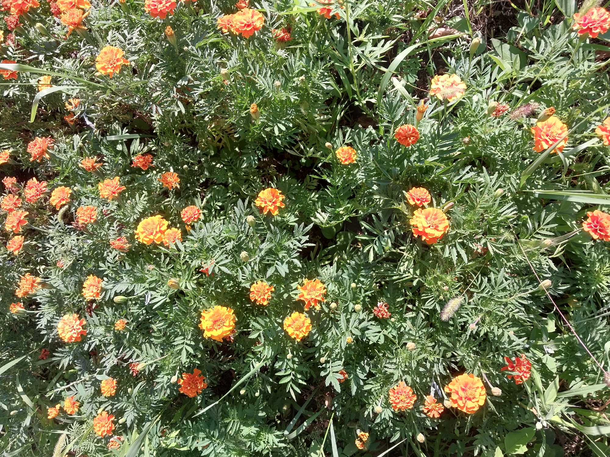 This is an overhead, close-up, eye-level shot of a dense patch of orange marigold flowers with green foliage. The flowers are various shades of orange, from deep orange to lighter, almost yellow hues, with some appearing fully bloomed and others as buds. The leaves are finely cut and feathery. The scene is outdoors, with dappled sunlight illuminating the flowers. The image was taken in Doslidne, Ukraine, and appears to be a natural outdoor setting, possibly a garden or roadside area. There are no people or animals visible in the image.