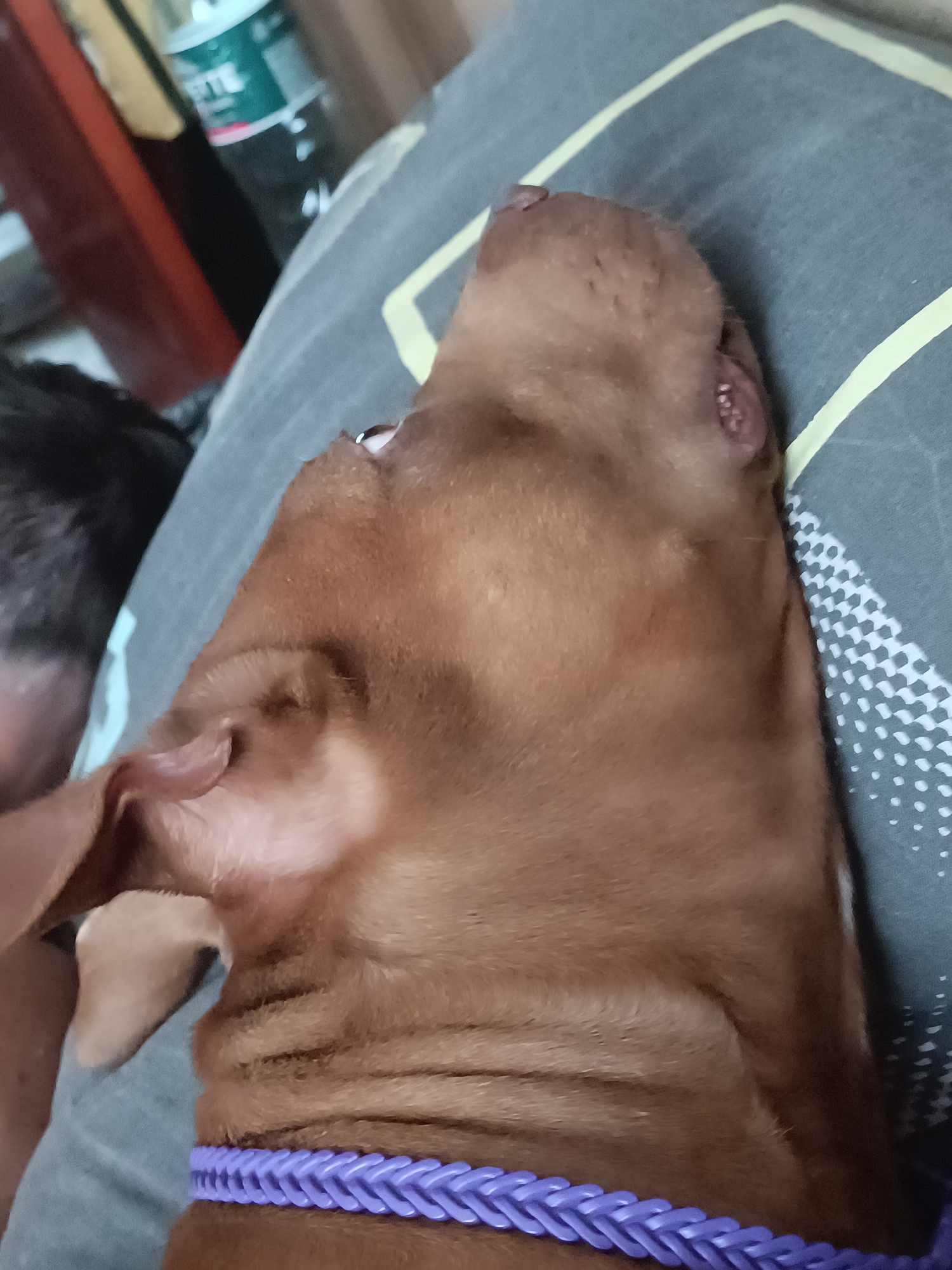 A close-up, top-down view shows the head and neck of a brown dog lying on a patterned gray surface, possibly a pillow or blanket. The dog is wearing a purple braided collar. In the blurry background, a person's head with dark hair is visible on the left, and a red object and a green and white bottle are visible in the upper left corner.