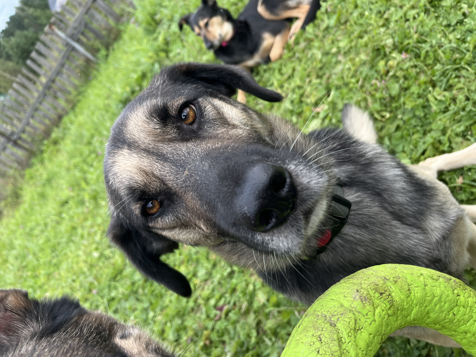 A close-up, low-angle shot focuses on the face of a medium-sized dog with tan and gray fur, dark eyes, and floppy ears. The dog is wearing a red and black collar. In the foreground, a bright green, textured ring toy is partially visible on the left. In the blurred background, another dog with black and tan fur is lying down on a grassy area. A wooden fence and trees are visible further in the background. The scene appears to be outdoors in a rural or semi-rural setting. The location is specified as Nizhny Tagil, Russia.