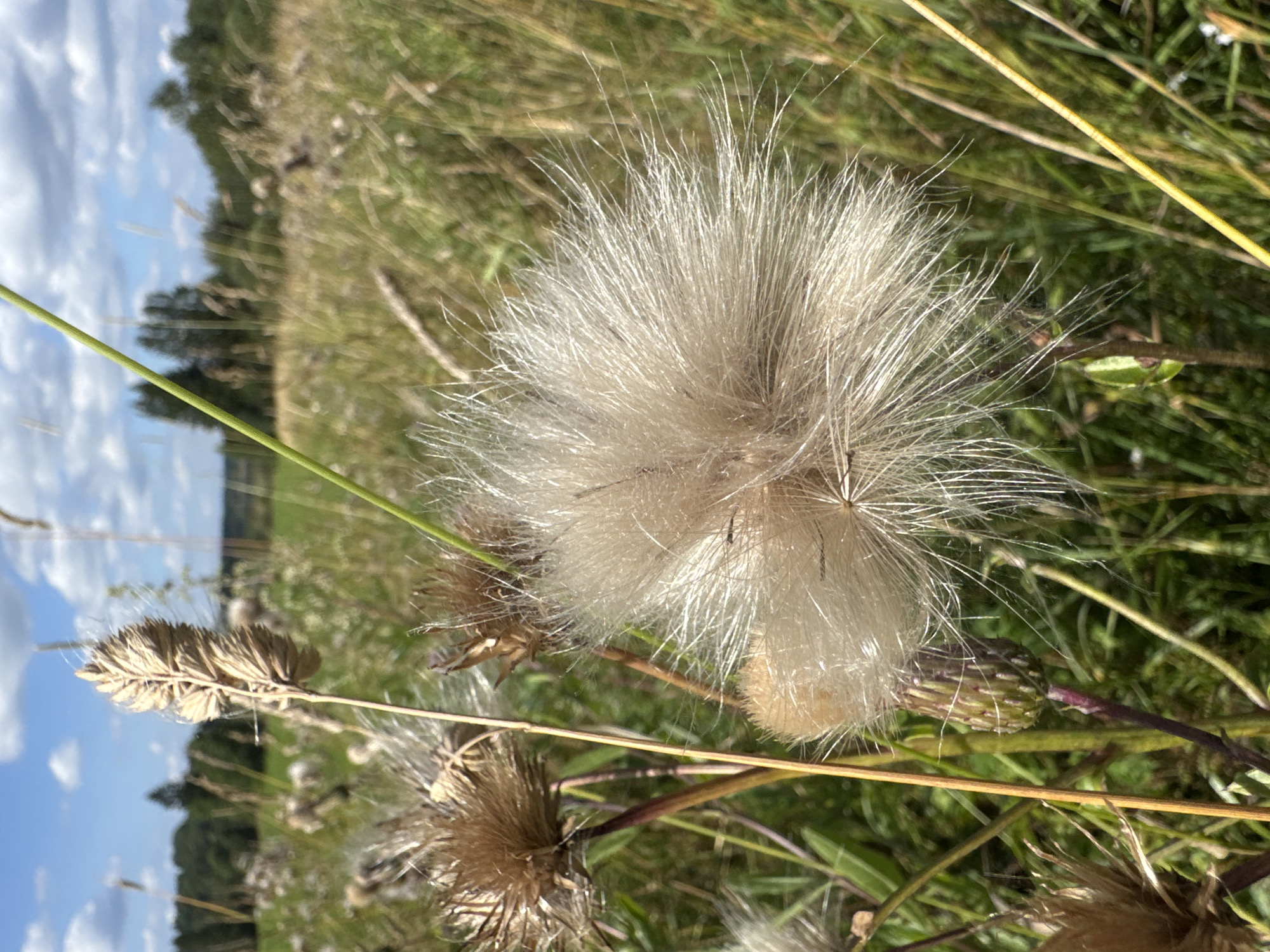 A close-up, eye-level, outdoor, vertical shot captures a feathery seed head of a thistle plant in the foreground, with its delicate white filaments fanned out against a blurred background of a grassy meadow on a sunny day. In the mid-ground, other dried thistle heads and green stalks are visible. The background shows a line of trees and a hazy blue sky with white clouds. The location is the city of Portovoe, Russia. No people are present.