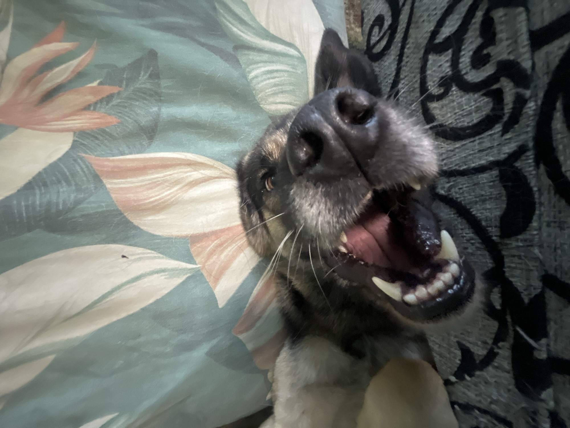 A German Shepherd is lying on its back with its mouth wide open, showing its teeth and tongue. The dog appears to be playful and happy. It is lying on a patterned surface, possibly a bed or couch, with large floral designs in shades of green, white, and pink. To the right of the dog, there is a dark, textured fabric with a black pattern. The image is a close-up shot of the dog's face, with its nose and mouth filling most of the frame. The lighting suggests it is indoors. The overall mood is lighthearted and fun, due to the dog's expression.