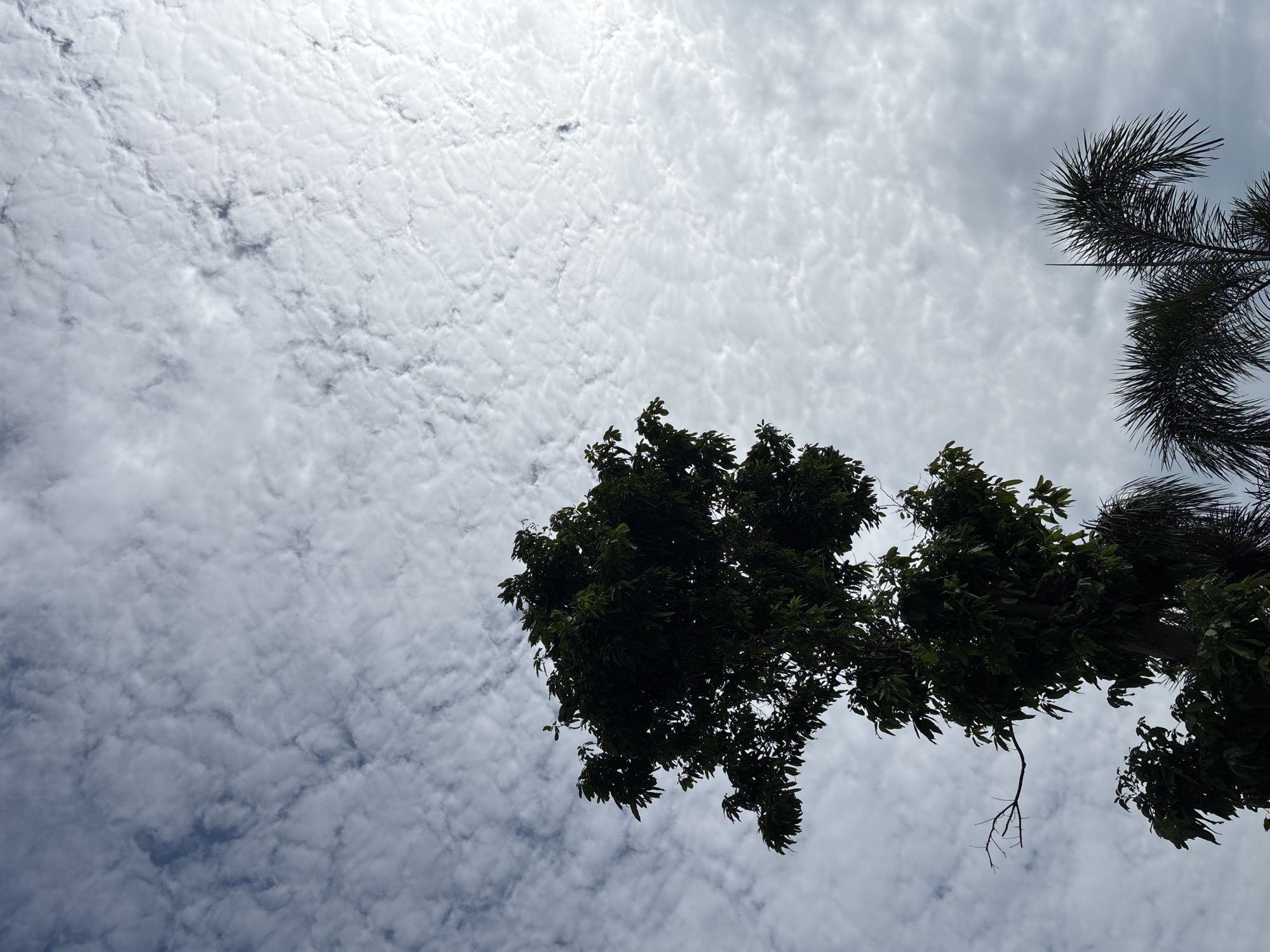 The photograph, taken from a low angle, depicts a cloudy sky with trees partially obscuring the view. The sky is filled with a pattern of small, fluffy clouds. In the lower part of the image, two trees are visible. One tree has dense, green foliage, while the other is a palm tree with feathery fronds. The photograph was taken in บ้านบางรักษ์, Thailand.