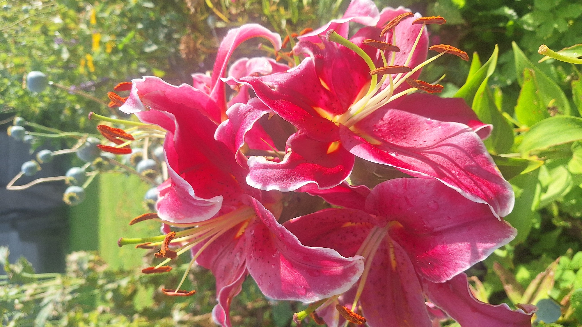 A close-up, vertical, eye-level shot features a cluster of vibrant pink lilies with white-edged petals, some speckled with darker pink dots. The stamens of the lilies are a vivid orange-brown. Sunlight illuminates the flowers, casting soft shadows and highlighting dew drops on some petals. The background is a blur of green foliage and some blurred, blue seed pods, suggesting a garden setting. The image's location is unknown, and there are no people or animals present.