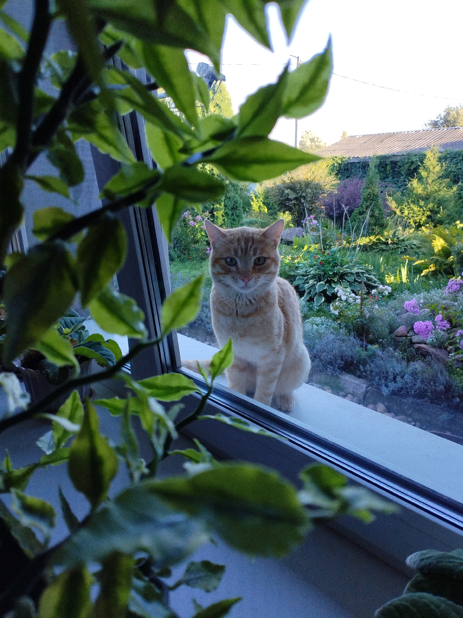 An orange tabby cat sits on a windowsill, facing the camera. The cat is positioned on the right side of the frame, with its body partially obscured by green foliage in the foreground. Behind the cat, a garden scene is visible through the window, featuring a variety of plants, flowers, and trees. A house with a grey roof is partially visible in the background, suggesting an outdoor residential setting. The lighting suggests it is daytime. The image appears to be taken in or around Bialynichy, Belarus.
