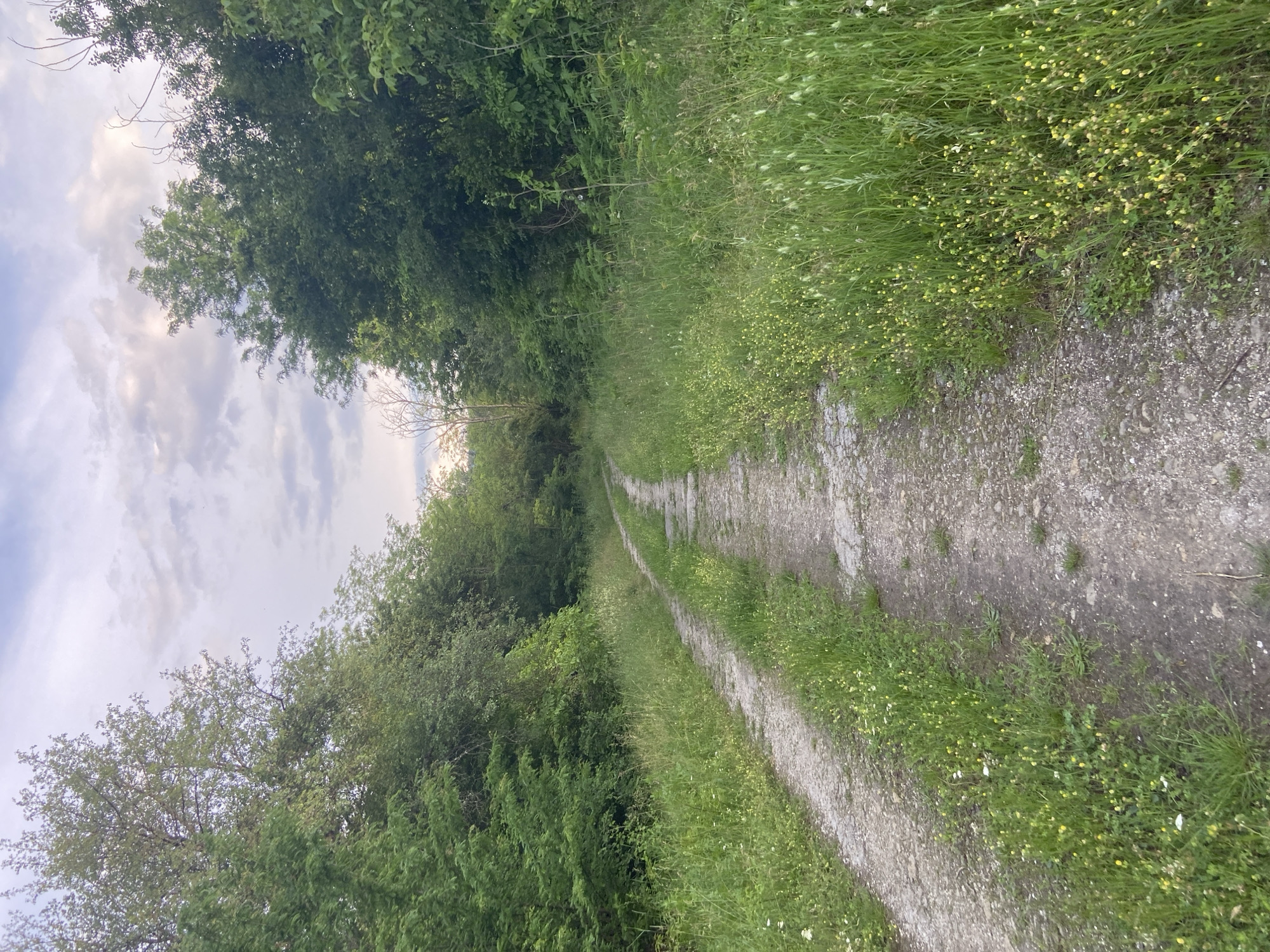 This is a landscape photograph taken in Mindia, Bulgaria. The image shows a gravel path winding through a lush, green environment. On the right side of the path, tall grasses and small yellow wildflowers grow abundantly, creating a vibrant border. The path itself is made of grey gravel and appears well-trodden, suggesting it is a popular route.
To the left of the path, dense, green foliage of trees and bushes forms a thick wall of vegetation. The trees are leafy and healthy, indicating it is likely springtime or summer. In the upper left portion of the image, the sky is visible, filled with scattered white and grey clouds. The lighting suggests it might be late afternoon or early evening, with the sun partially obscured by the clouds. The overall atmosphere is serene and natural, conveying a sense of tranquility and the beauty of the Bulgarian countryside. There are no people or specific objects visible, other than the natural elements of the landscape and the path. The image captures a quiet moment in a natural setting.