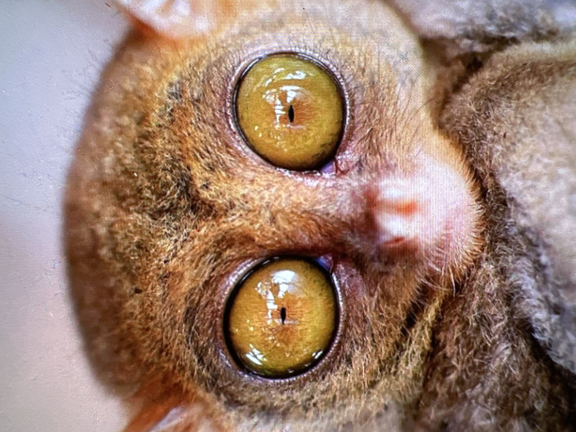 A close-up, eye-level shot focuses on the head of a tarsier, a small primate. The animal has large, golden-yellow eyes with vertical pupils, taking up a significant portion of its face. The fur is a mix of brown and reddish-brown, appearing soft and dense. The background is out of focus and appears to be a light-colored, textured surface. The lighting highlights the texture of the fur and the reflections in the tarsier's eyes. There is no indication of a city or specific location.