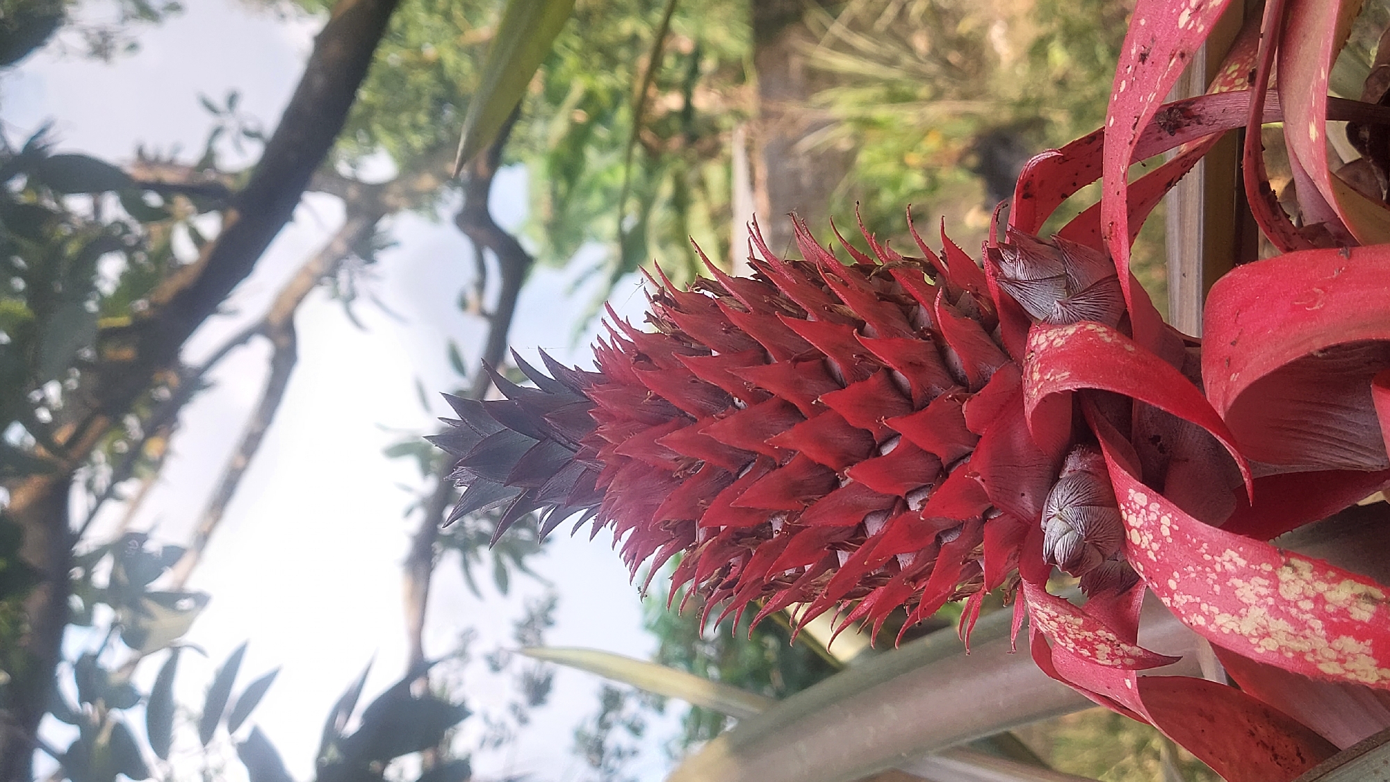 A close-up, vertical, eye-level shot captures a vibrant red pineapple inflorescence from a low angle. The inflorescence is the primary subject, its spiky, conical form dominating the center of the frame. Its texture is rough, composed of numerous tightly packed, pointed bracts. These bracts transition from a dark purplish-red at the apex to a brighter, more intense red towards the base. Emerging from the lower section of the inflorescence are several developing fruitlets, appearing as small, gray, segmented structures. These are partially obscured by broad, recurved, scarlet red bracts that display irregular yellow speckling, adding a unique pattern to the plant's lower foliage.
The background is softly blurred, suggesting an outdoor setting in a natural environment. Overhanging the top of the frame are branches and leaves of a deciduous tree, their forms indistinct against a bright, slightly overcast sky. To the right of the pineapple, blurred green foliage and hints of dry, grassy vegetation are visible, suggesting a tropical or subtropical landscape. The lighting is bright, with a tendency towards overexposure in the upper portion of the image, indicating a sunny day. There are no people or animals visible in the scene. The overall impression is one of natural beauty, focusing on the intricate details of the developing pineapple fruit. This scene is located in Restu Baru, Indonesia.