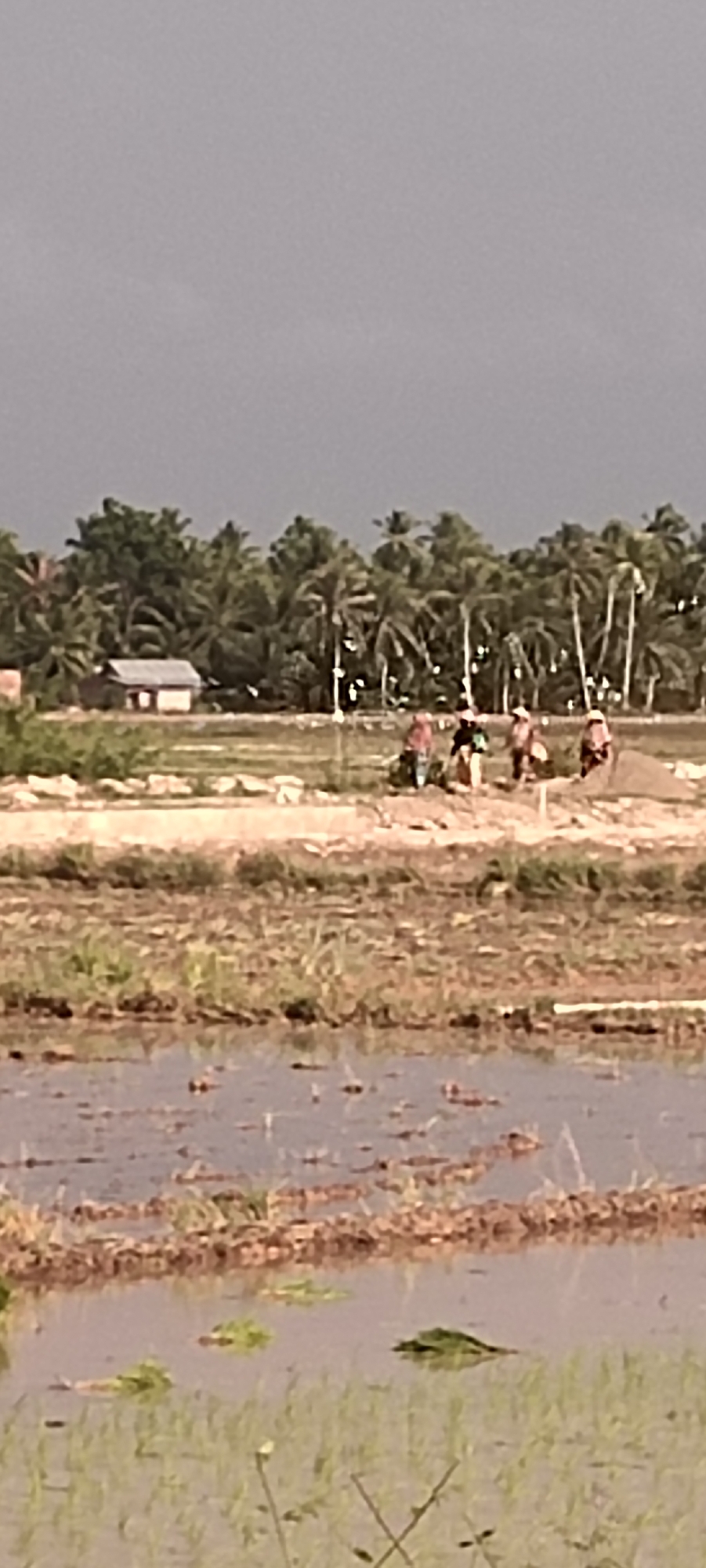 The image depicts a rural landscape in Peurupok, Indonesia, characterized by flooded agricultural fields and a dense line of palm trees. In the background, a small, simple house with a light-colored roof is visible amongst the vegetation. In the mid-ground, a group of five individuals, seemingly agricultural workers, are gathered. They appear to be engaged in some form of labor, with some individuals bending down and others standing. They are dressed in casual attire, with some wearing head coverings. The foreground is dominated by the waterlogged fields, with visible rows of tilled earth and patches of green vegetation. The sky is overcast, suggesting a cloudy or possibly impending rainy weather.