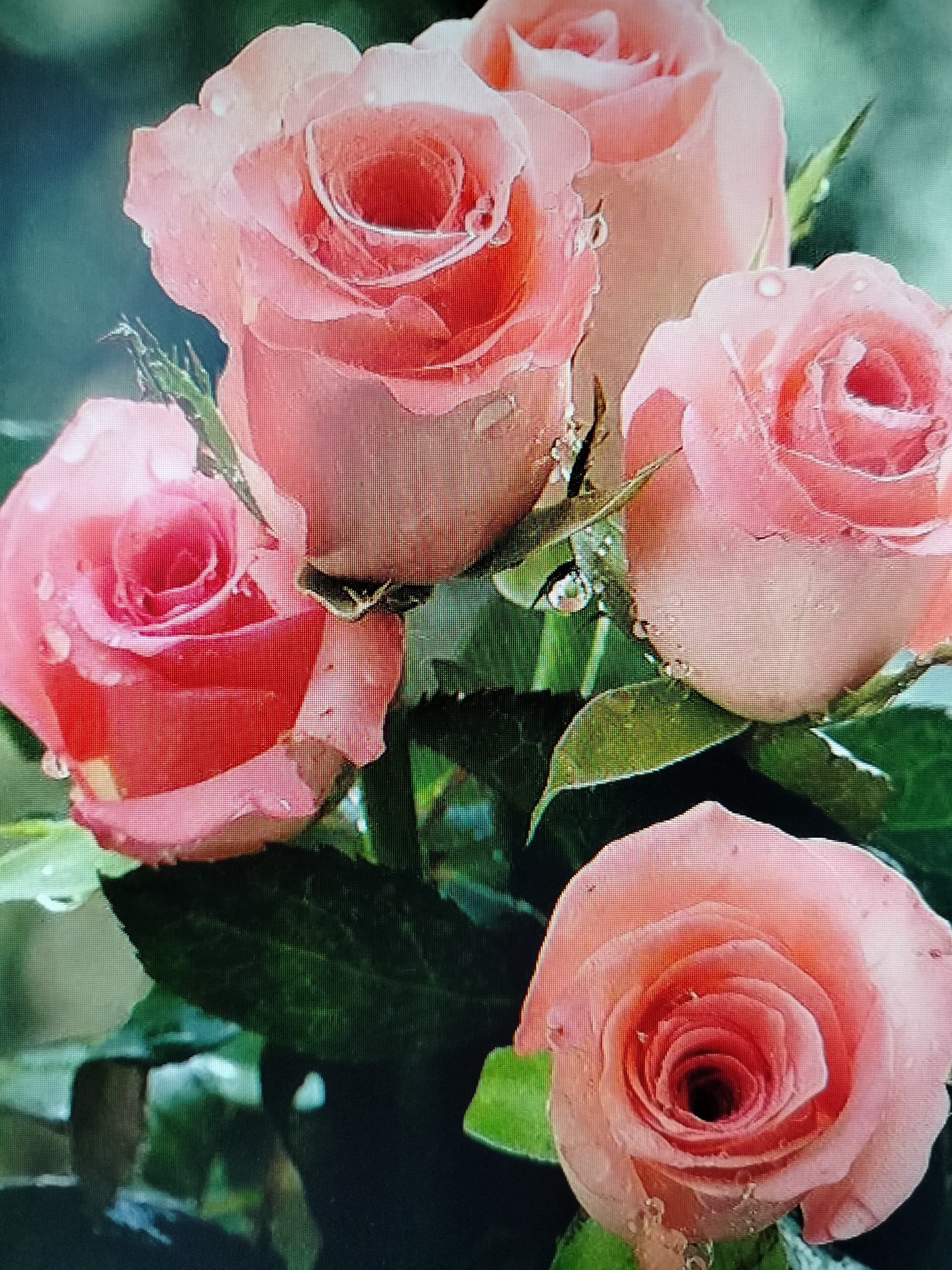 A close-up photograph captures a bouquet of pale pink roses, some with hints of coral, adorned with water droplets on their petals. The roses are in various stages of bloom, with tightly furled centers and more open outer petals. Dark green leaves form a lush backdrop, some also glistening with moisture. The lighting highlights the delicate texture of the rose petals and the reflective quality of the water droplets. The image does not contain any information about the city of Yashkino, Russia, nor does it depict any people, actions, or interactions. It is purely a still-life composition of flowers.