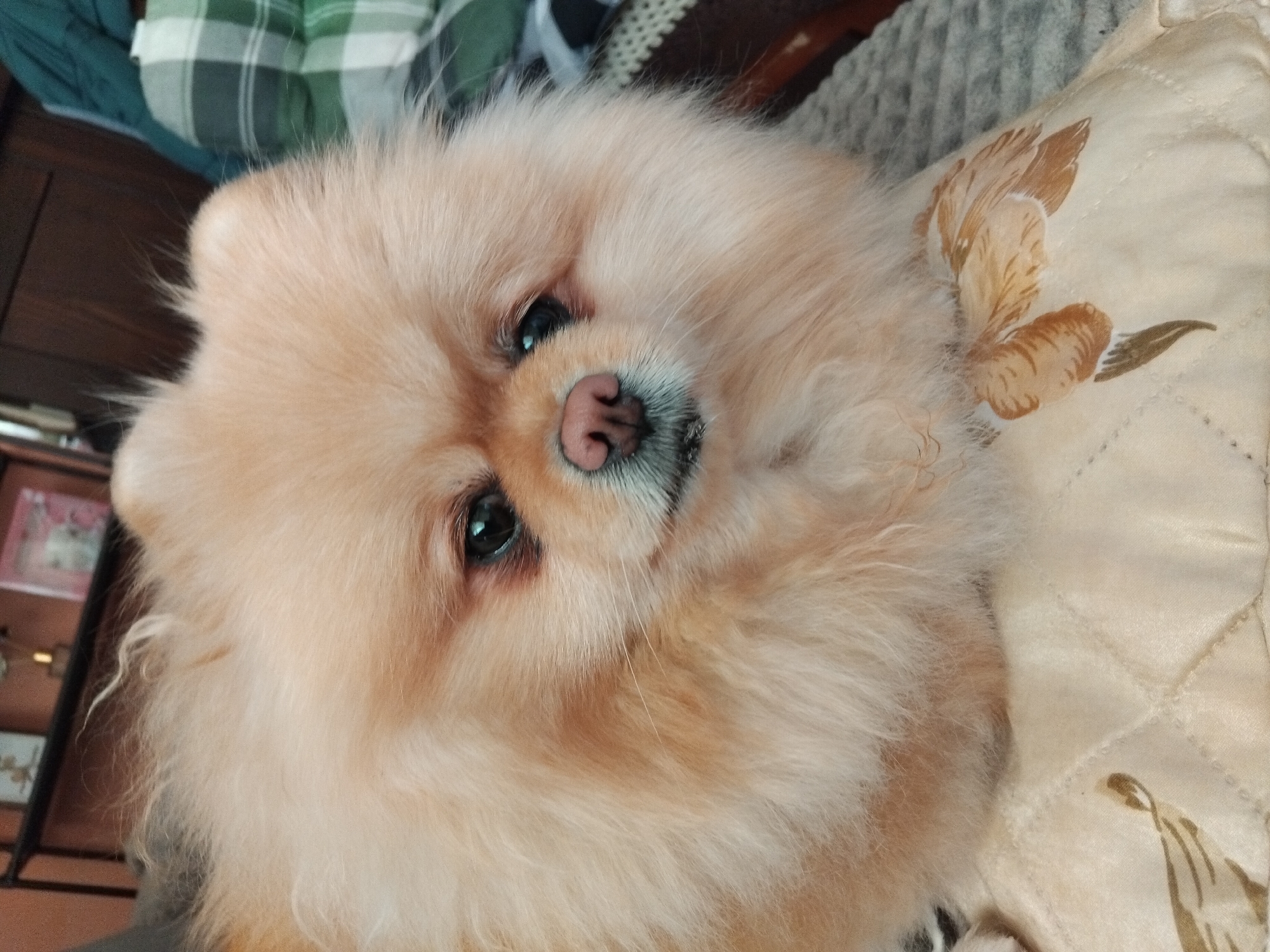 A close-up shot shows a cream-colored Pomeranian dog, presumably indoors, resting on a beige patterned cushion. The dog's head is tilted slightly to the side, with its eyes and pink nose clearly visible. The background includes a wooden cabinet and a green plaid pillow. The specific location in Apriltsi, Bulgaria, cannot be determined from the image.