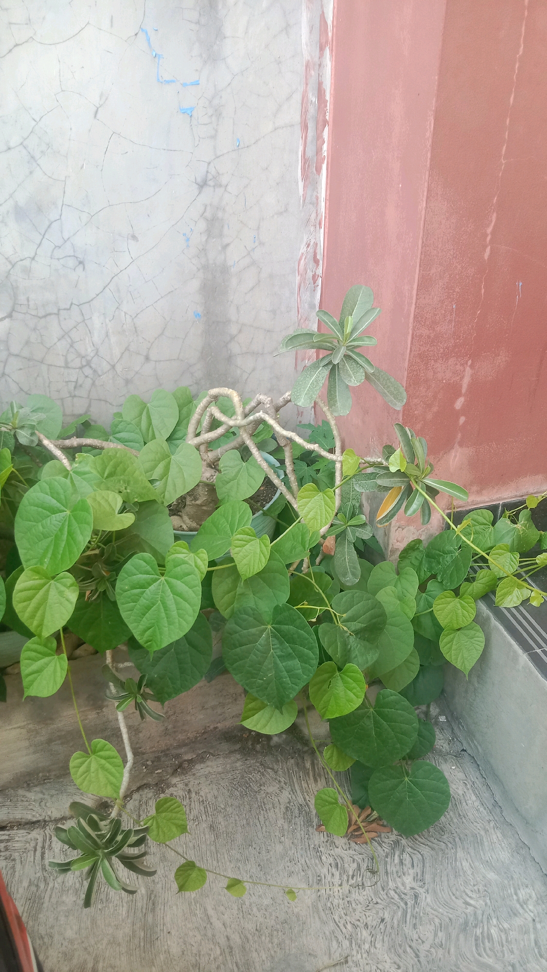 In Jalenjaya, Indonesia, a climbing vine with heart-shaped green leaves sprawls across a textured concrete surface next to a building with a cracked grey wall and a reddish-brown wall. The vine's woody stems twist and turn, with some leaves reaching upwards towards the walls. The ground beneath the vine is uneven concrete, showing signs of wear. A green potted plant is partially visible beneath the dense foliage. The scene appears to be an outdoor area, possibly a courtyard or walkway, adjacent to a residential or commercial building.