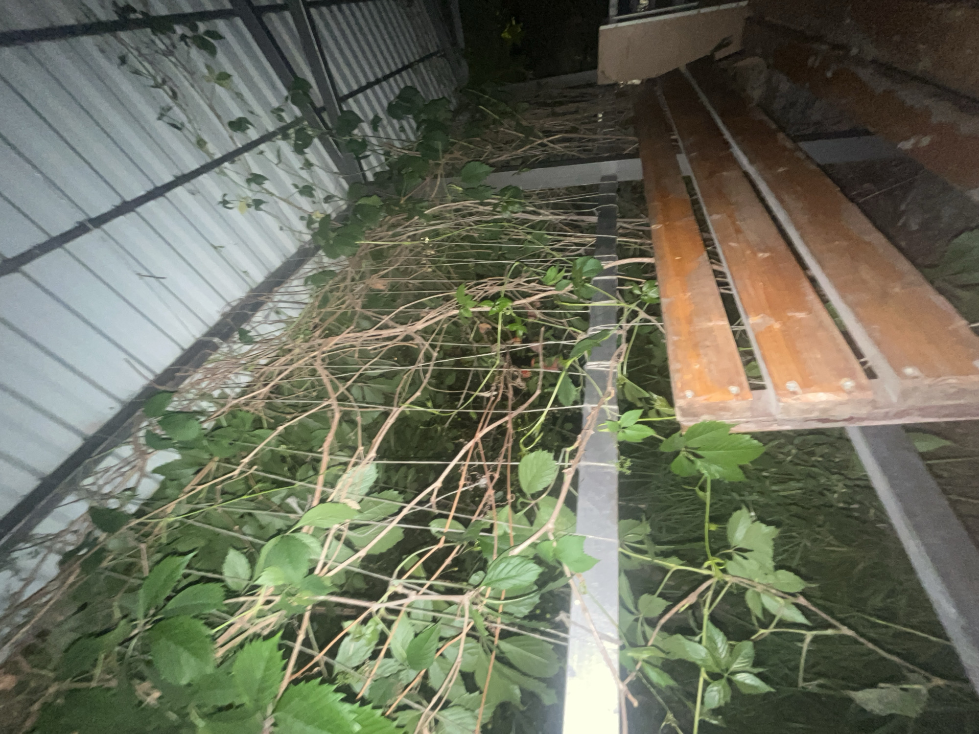 A low-angle shot shows a metal structure covered with vegetation, situated near a corrugated metal wall. The structure features horizontal wooden planks resting atop a metal frame. The vegetation consists of vines and leaves, heavily intertwined with the metal framework. The overall scene appears to be taken in an outdoor location, possibly a garden or overgrown area. The light is dim. It is not possible to infer the location in Yerevan, Armenia based on the image alone.