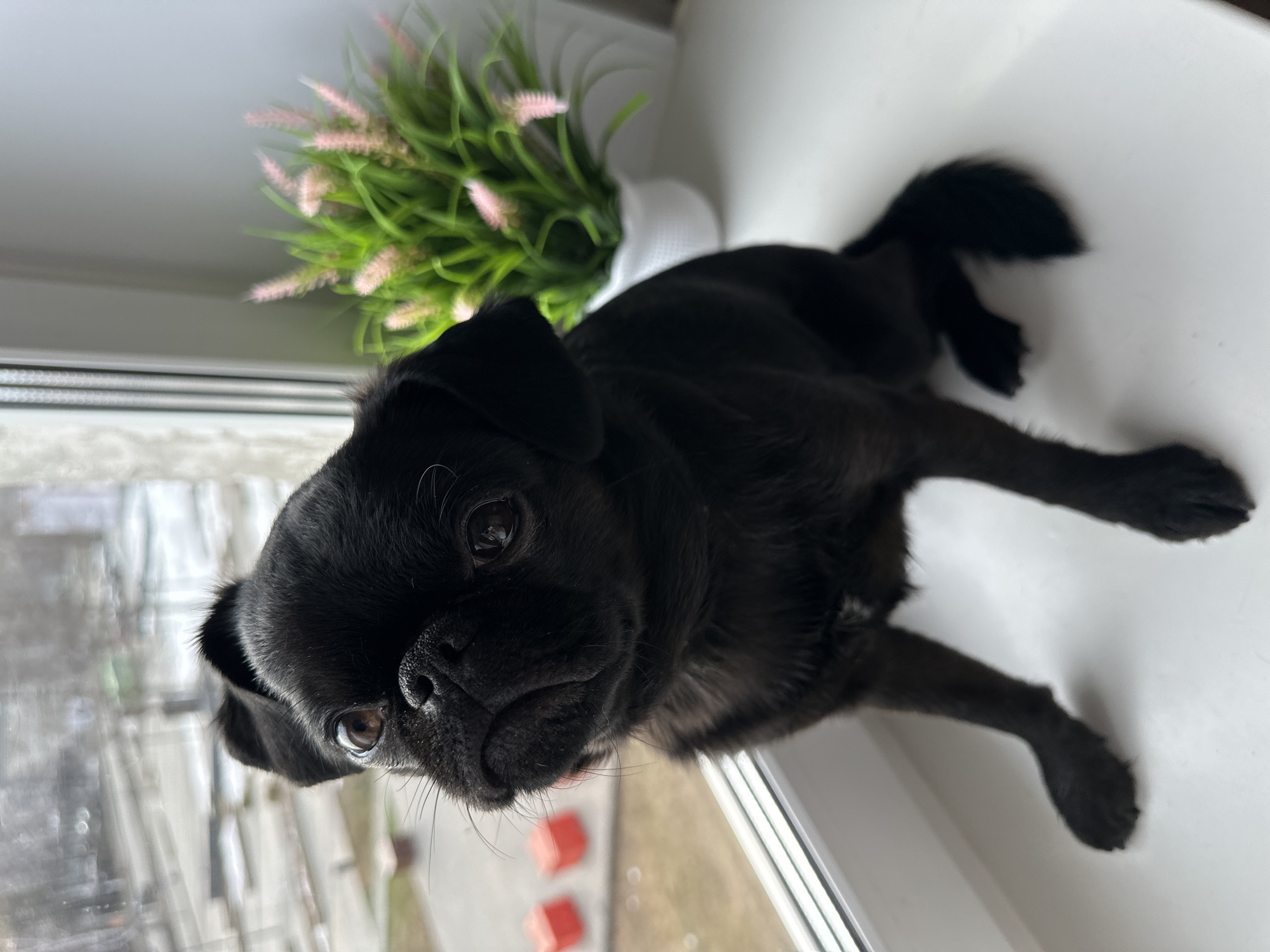 A black pug lies on a white windowsill next to a plant in a white pot. The pug is facing the camera with a slight tilt. The window behind the pug reveals an outdoor scene with buildings and vegetation. Based on the metadata, the location is Chaikovsky, Russia.