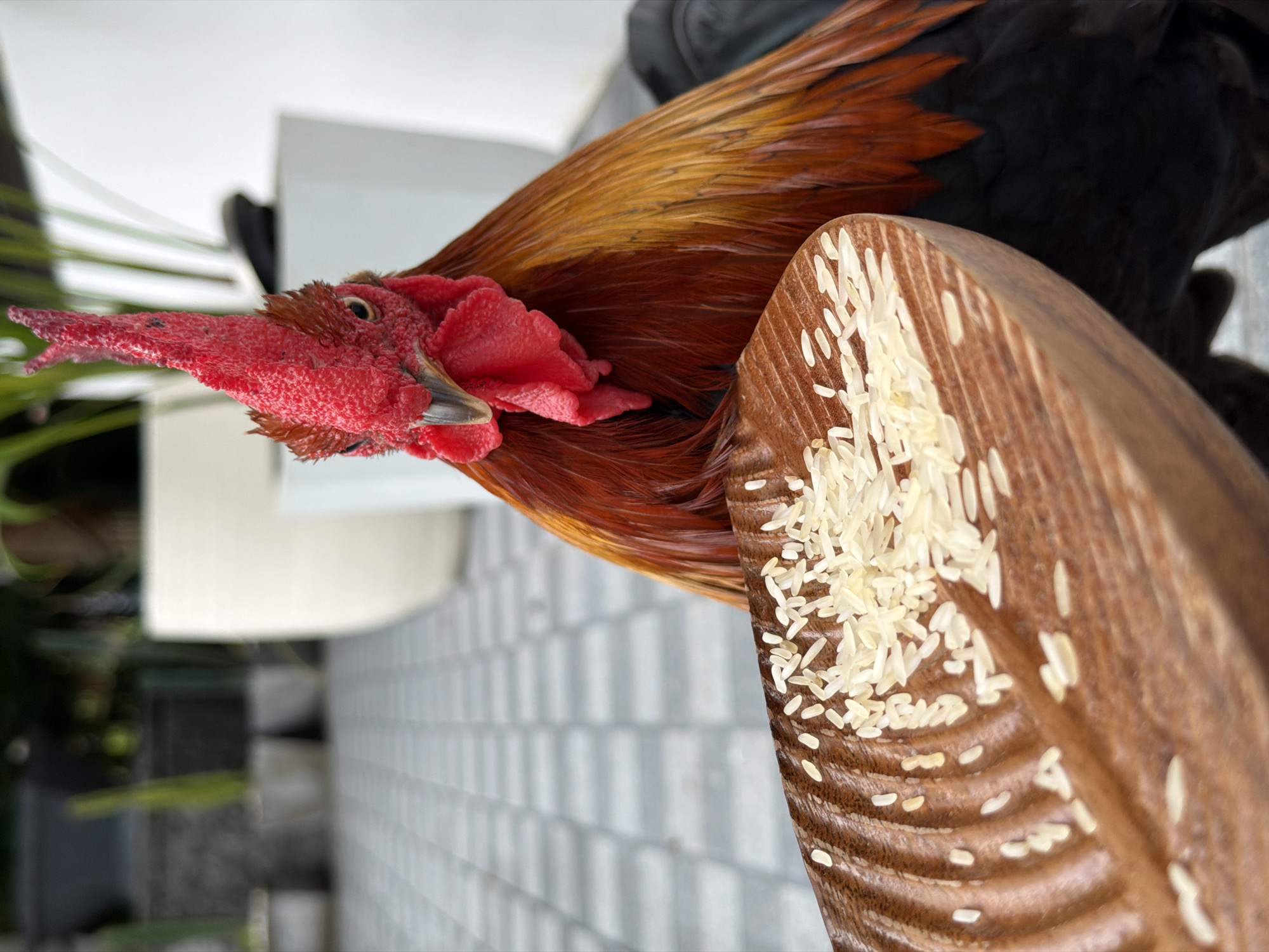 A rooster with vibrant red comb and wattles and iridescent bronze and black plumage is positioned in front of a wooden dish filled with white rice grains. The rooster's head is turned to the left, its eyes focused on the dish. In the background, a tiled patio extends outwards, with potted plants and white planters visible. The scene appears to be set in an outdoor area in the city of Ko Samui District, Thailand.